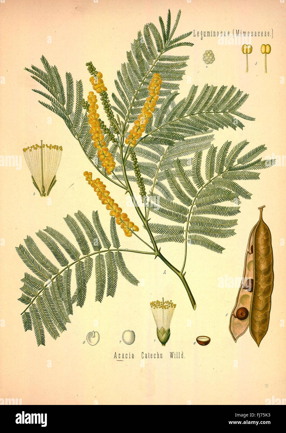 Medical medicinal plants taxonomy hi-res stock photography and images ...