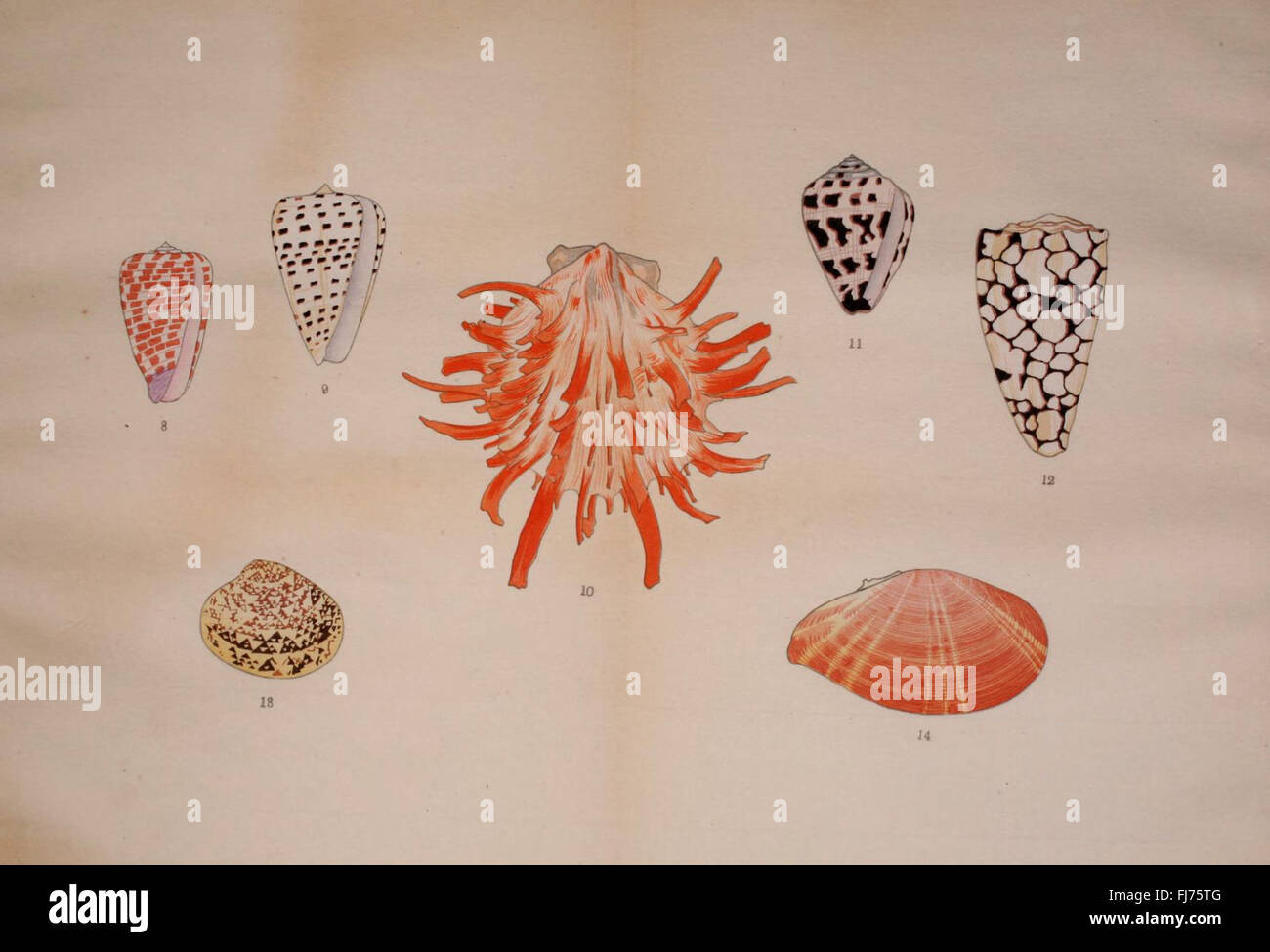 A Japanese catalog and collection of mollusks, featuring detailed ...