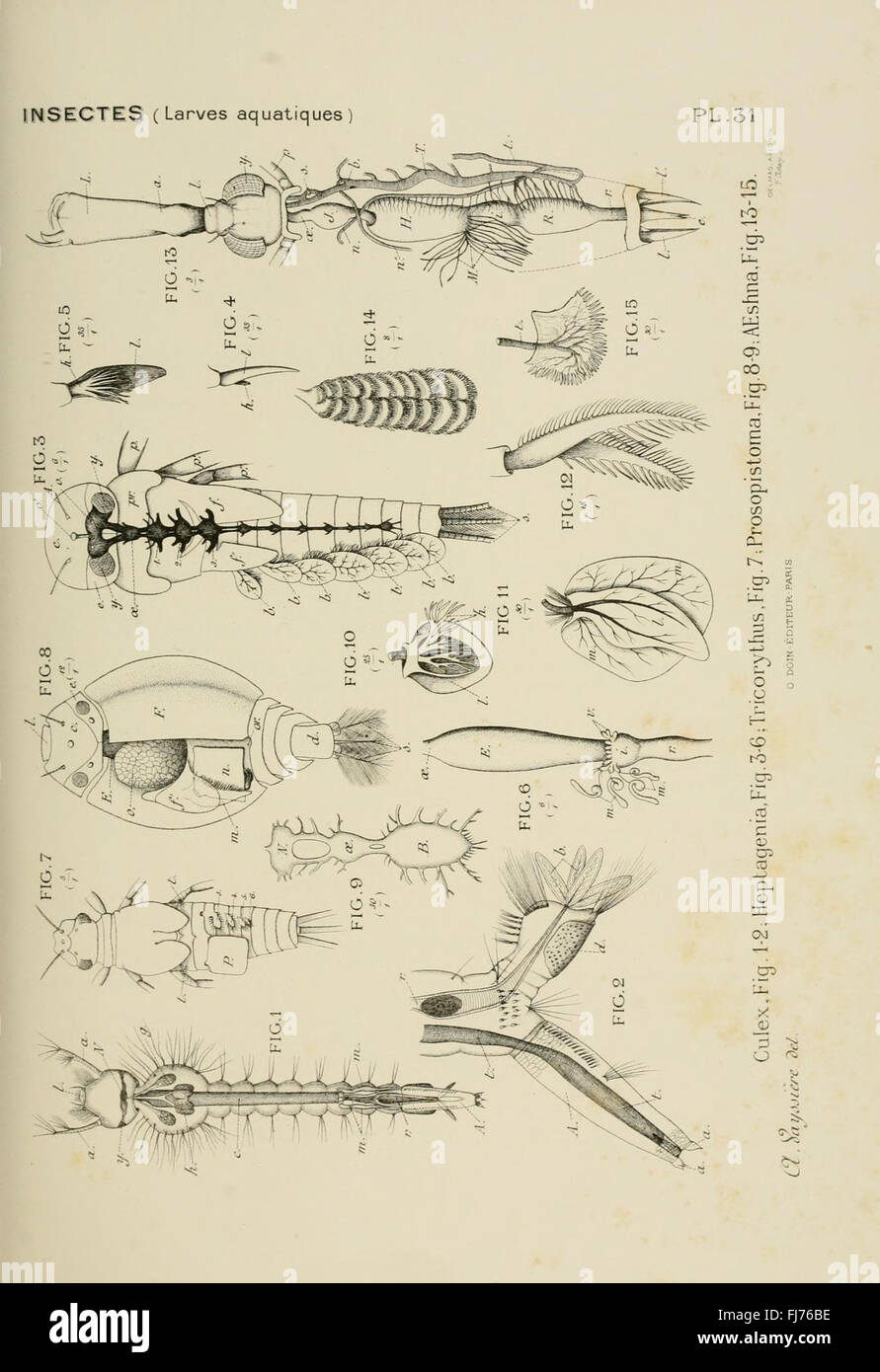 An anatomical atlas comparing various invertebrate groups, including Arthropoda, Cnidaria, and Mollusks, housed at Harvard University archives. Stock Photo