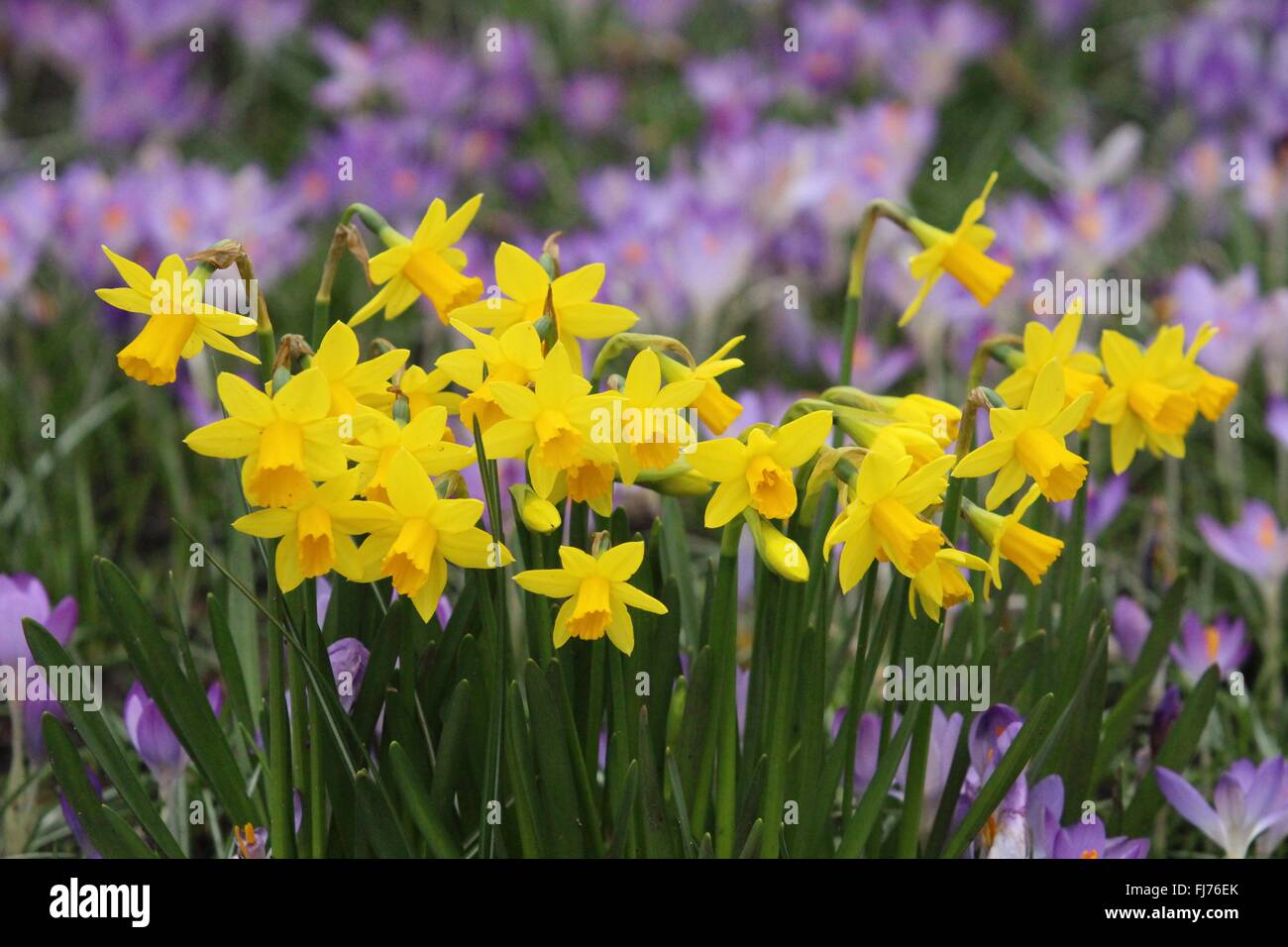 Daffodils with crocus background Stock Photo - Alamy