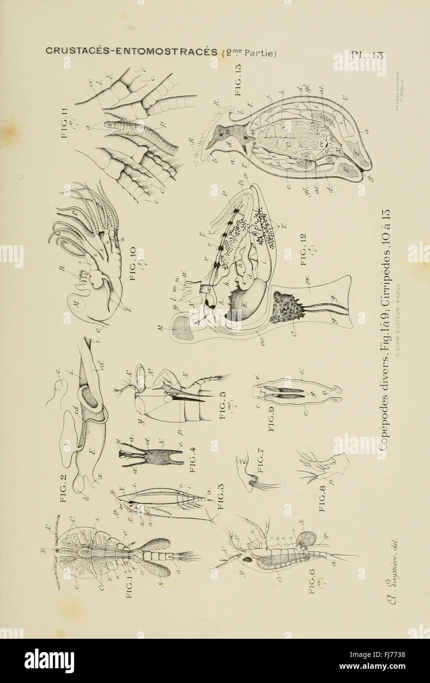 A detailed plate from a comparative anatomy atlas of invertebrates, including species from phyla such as Arthropoda, Cnidaria, Mollusks, and Worms. Stock Photo