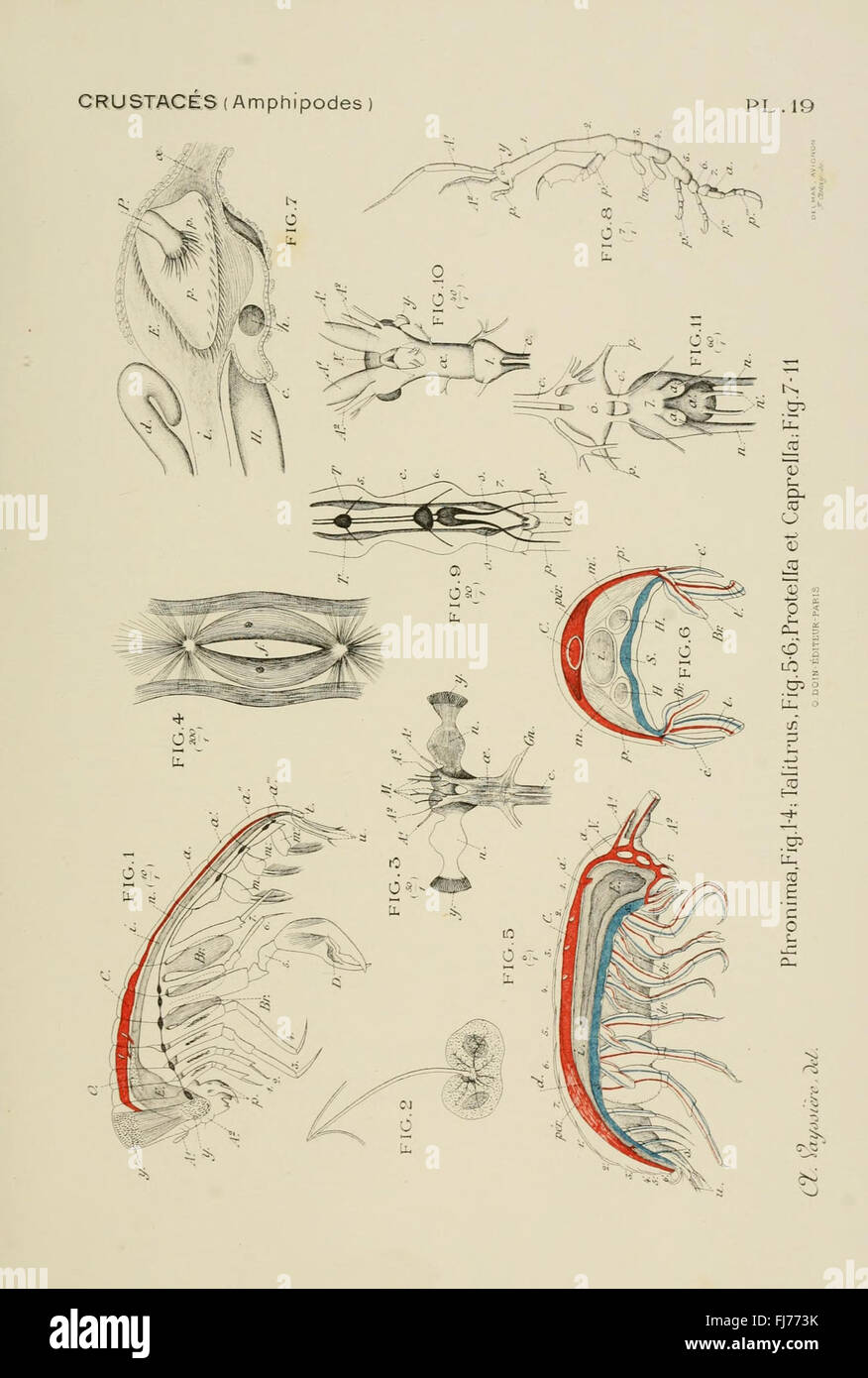 A comprehensive atlas on comparative anatomy of invertebrates, covering various groups like Arthropoda, Cnidaria, and Mollusks Stock Photo