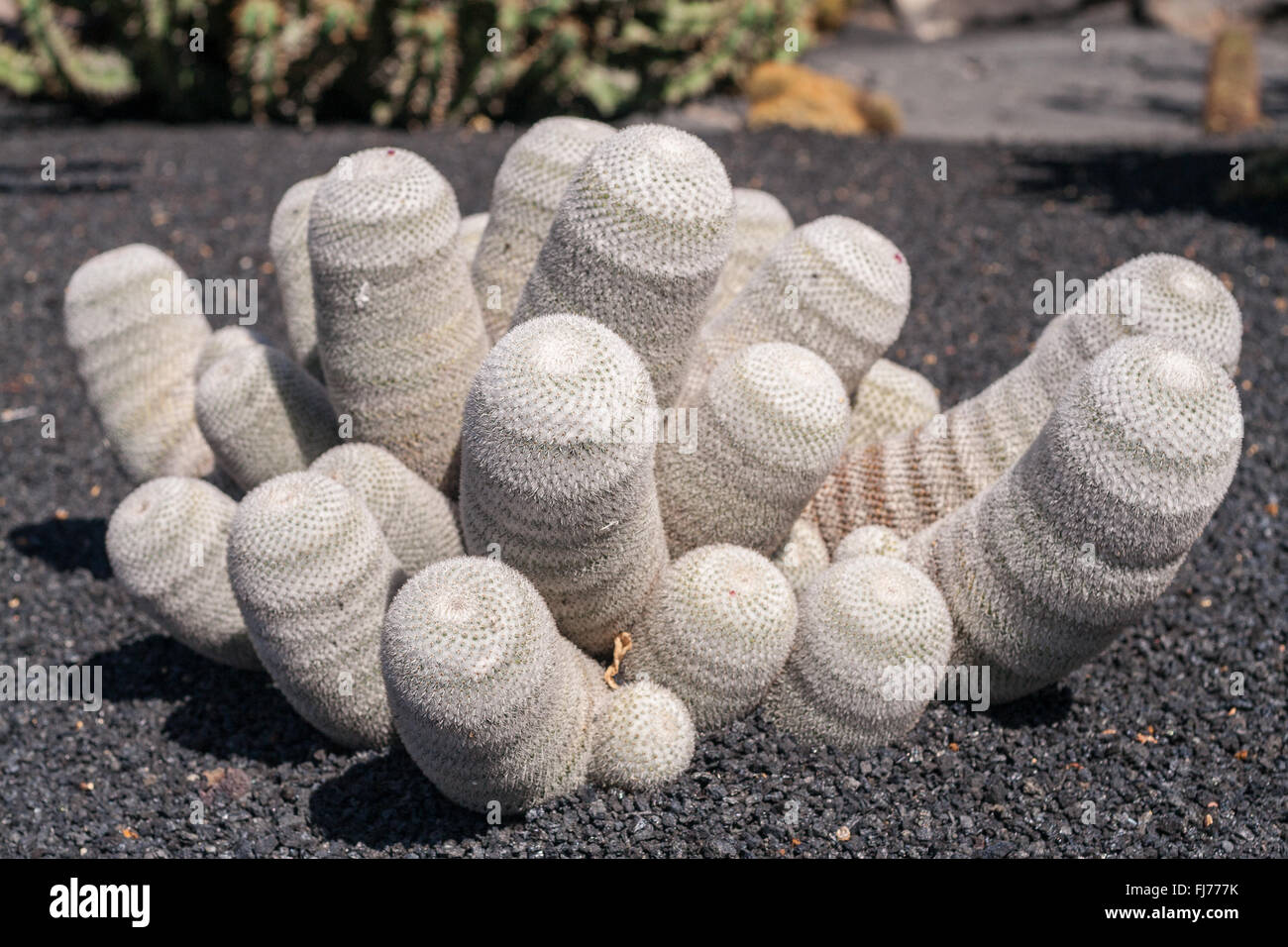 white cactus on volcanic sand ground Stock Photo