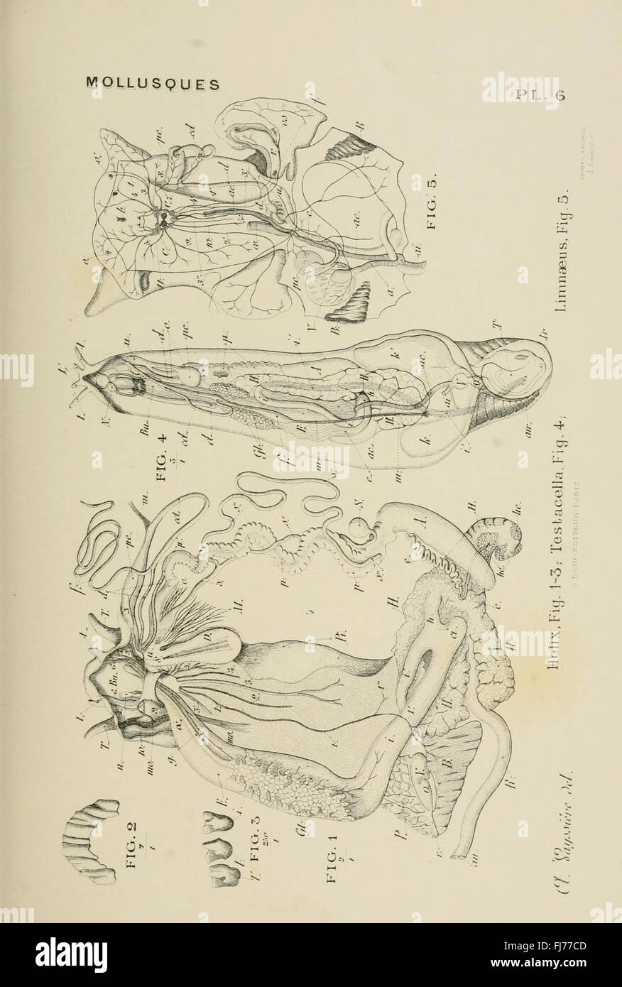A detailed illustration from a comparative anatomy atlas, showcasing the diverse anatomy of invertebrates including Arthropoda, Cnidaria, and other groups. Stock Photo