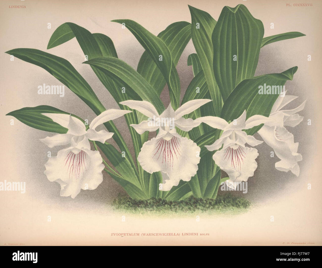 Lindenia - Iconographie des Orchidee Stock Photo - Alamy