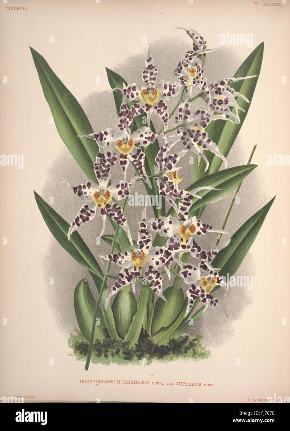 A pictorial guide to orchids, showcasing various species and their ...