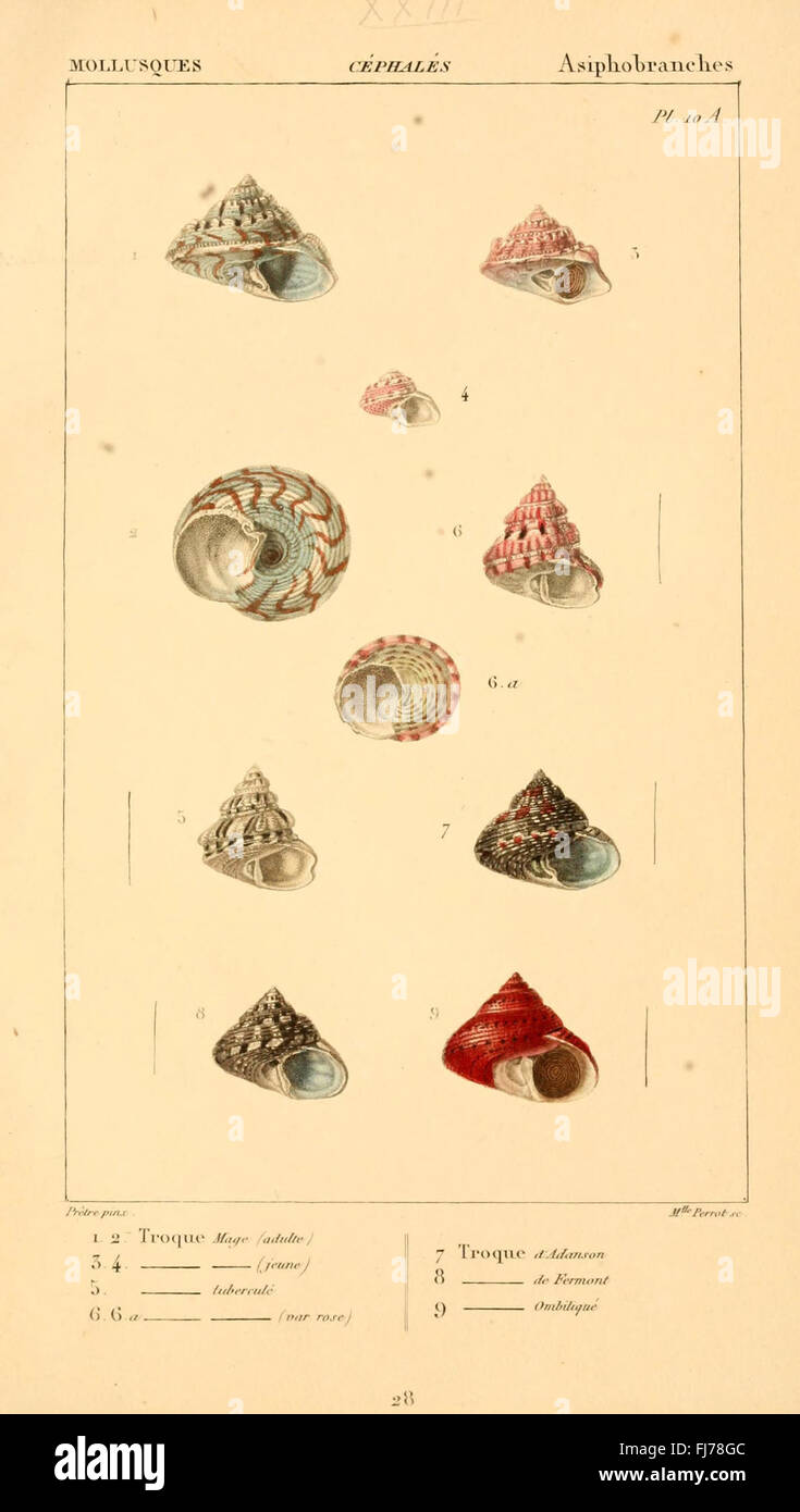 A study on mollusks, covering their classification and biological ...
