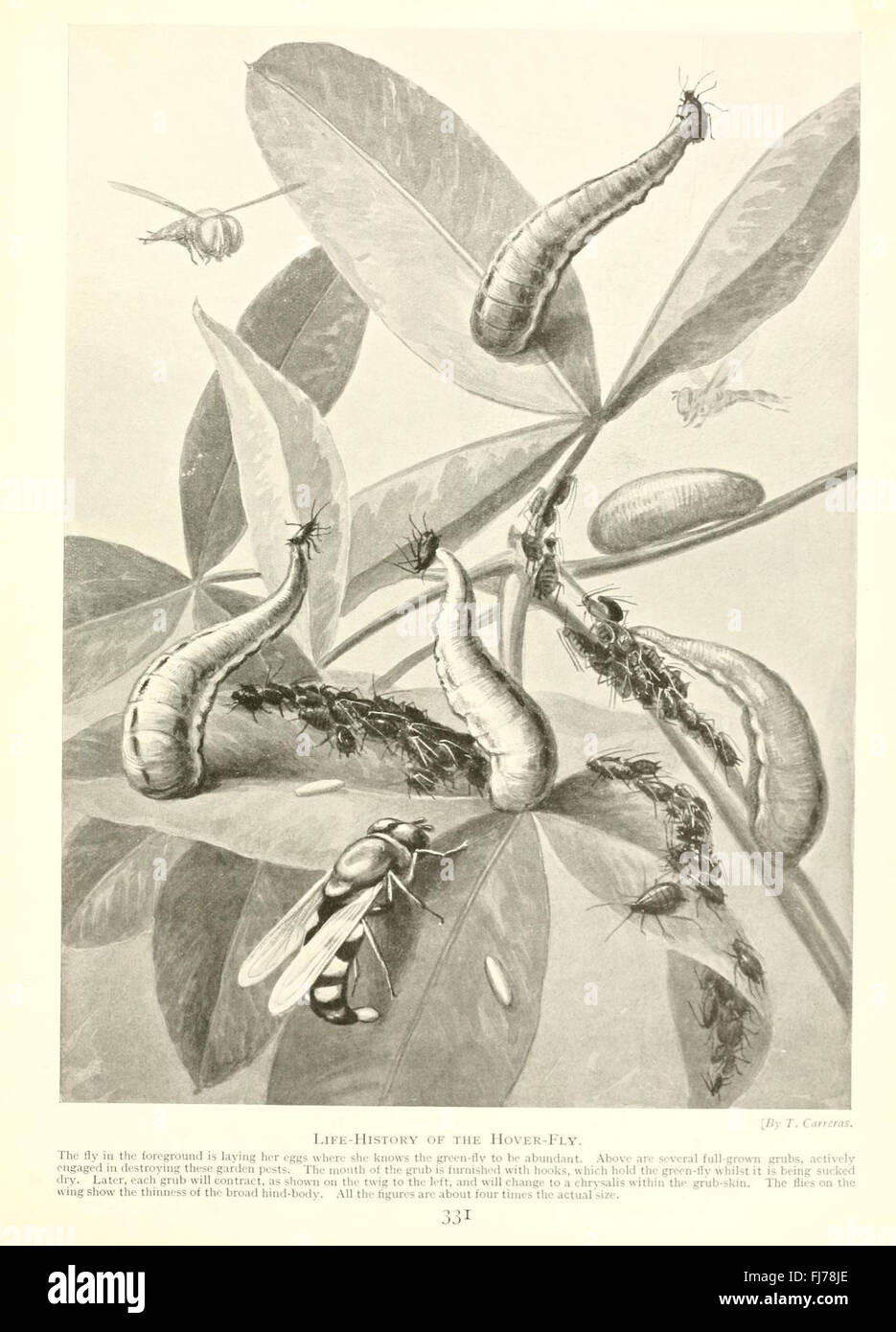 Marvels of insect life, a study on the fascinating behaviors and ...