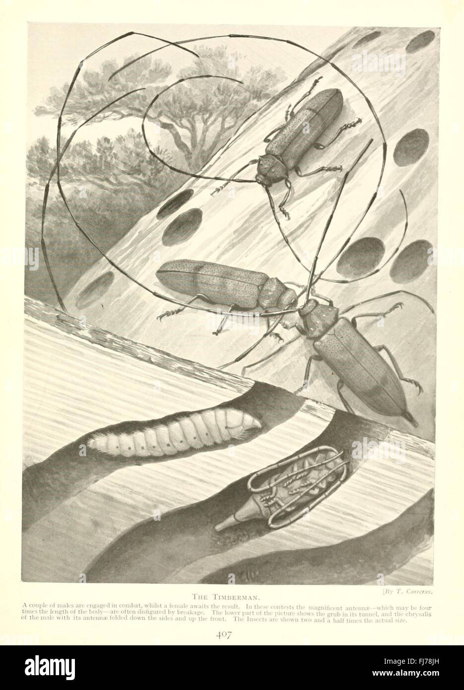 Marvels of Insect Life: An exploration of insect behavior and their ...