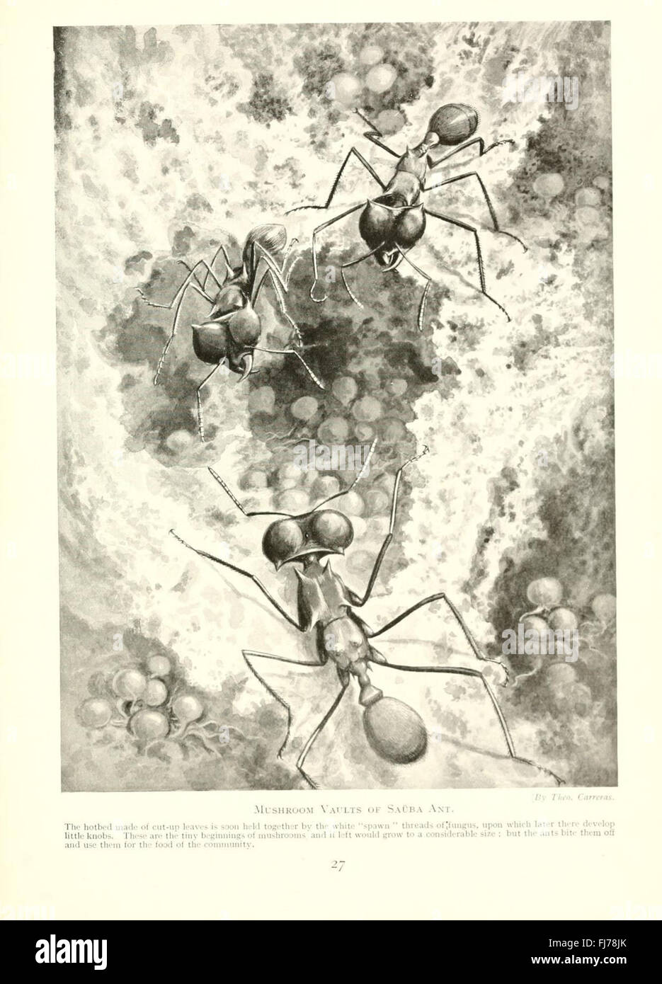 Marvels of Insect Life, a comprehensive study of the behavior and ...