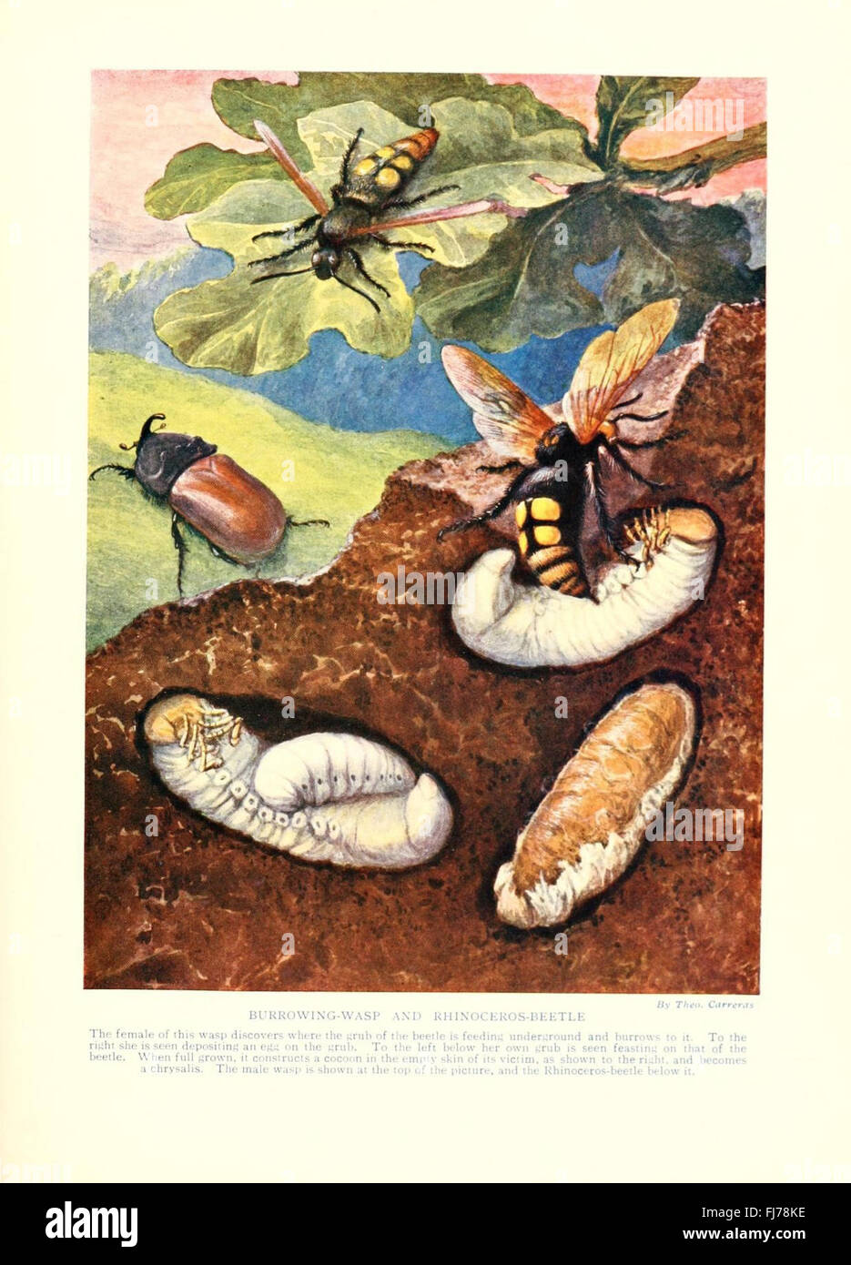 Marvels of insect life Stock Photo - Alamy