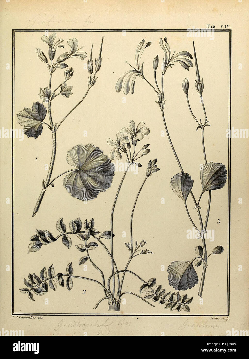 A botanical work focusing on the classification of the Monadelphia ...