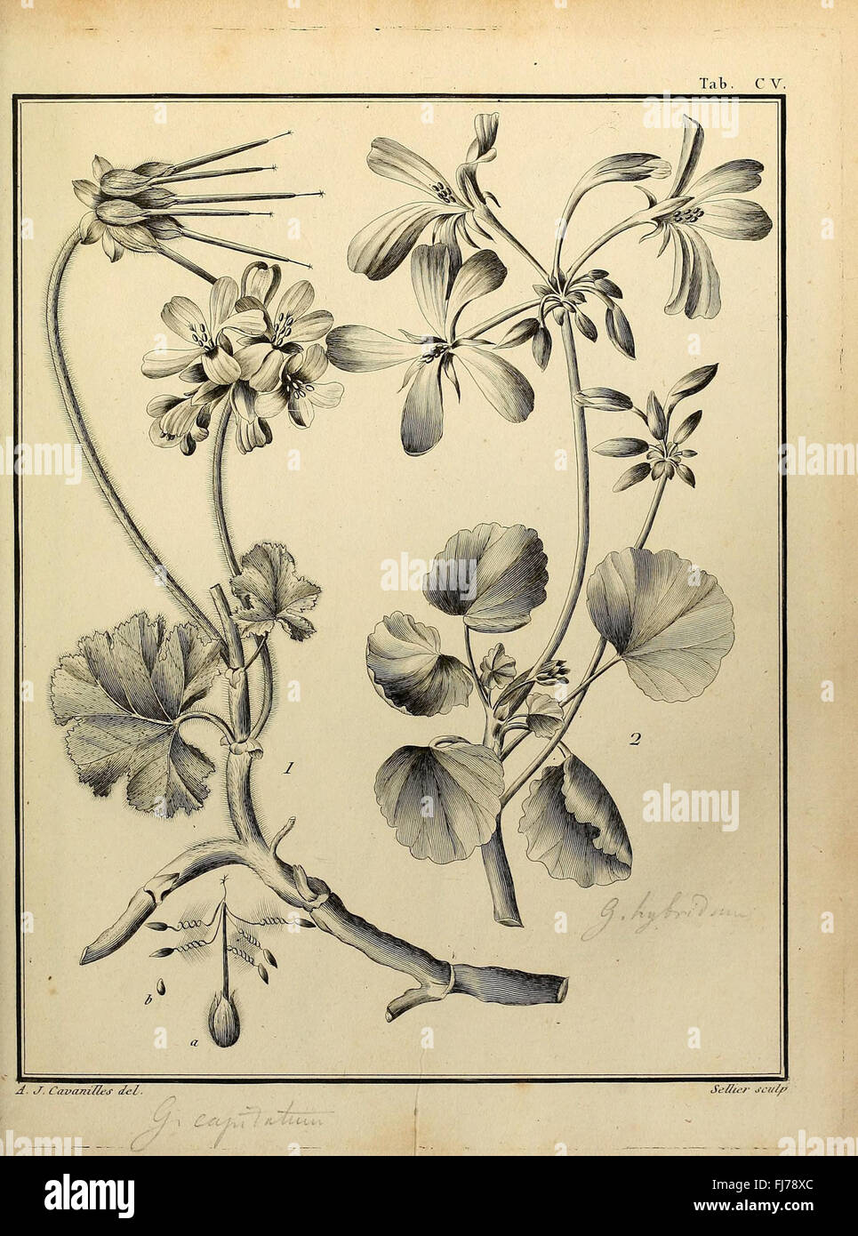 A botanical dissertation focusing on the classification of Monadelphiae ...