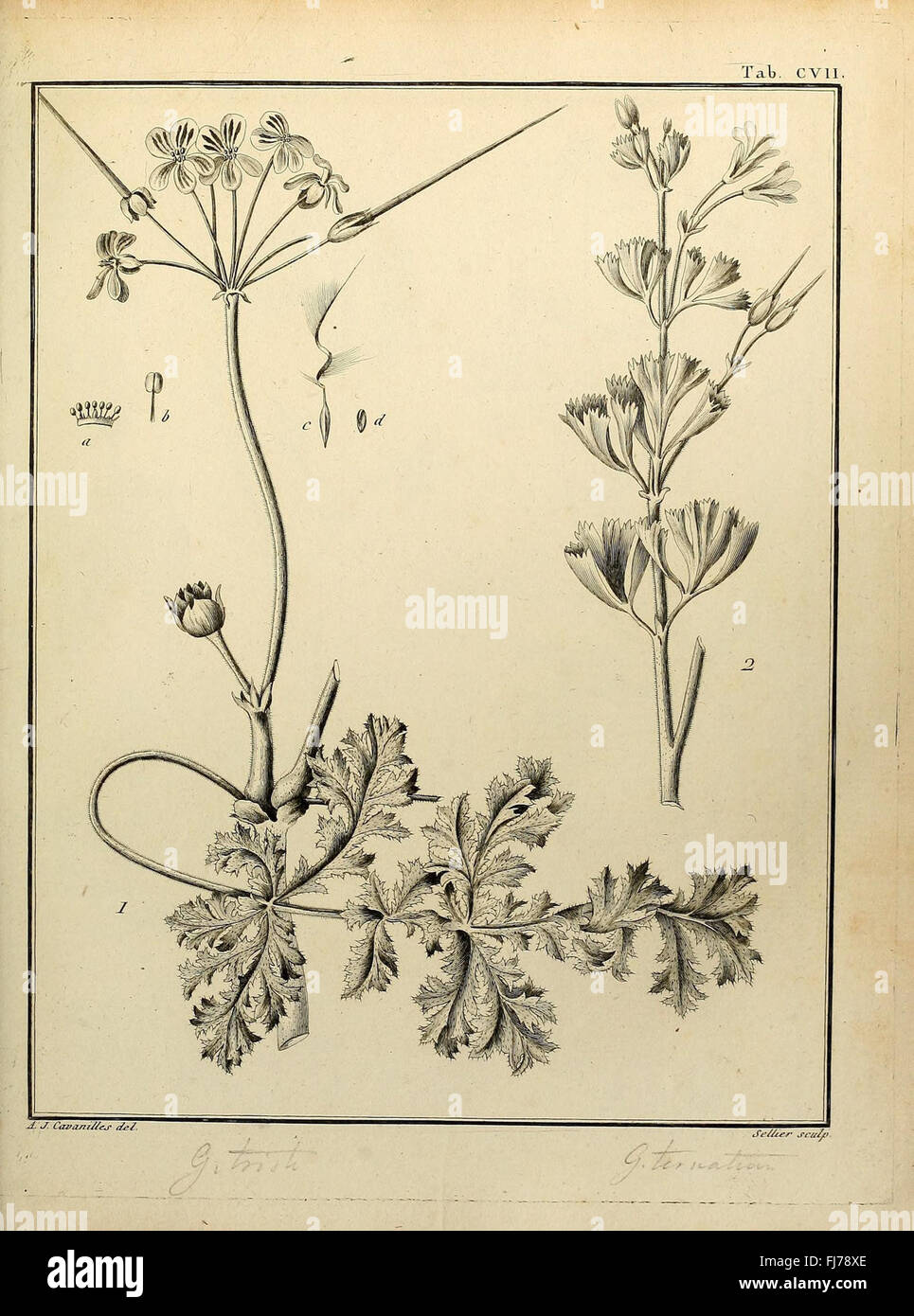 A botanical work discussing the classification and characteristics of ...