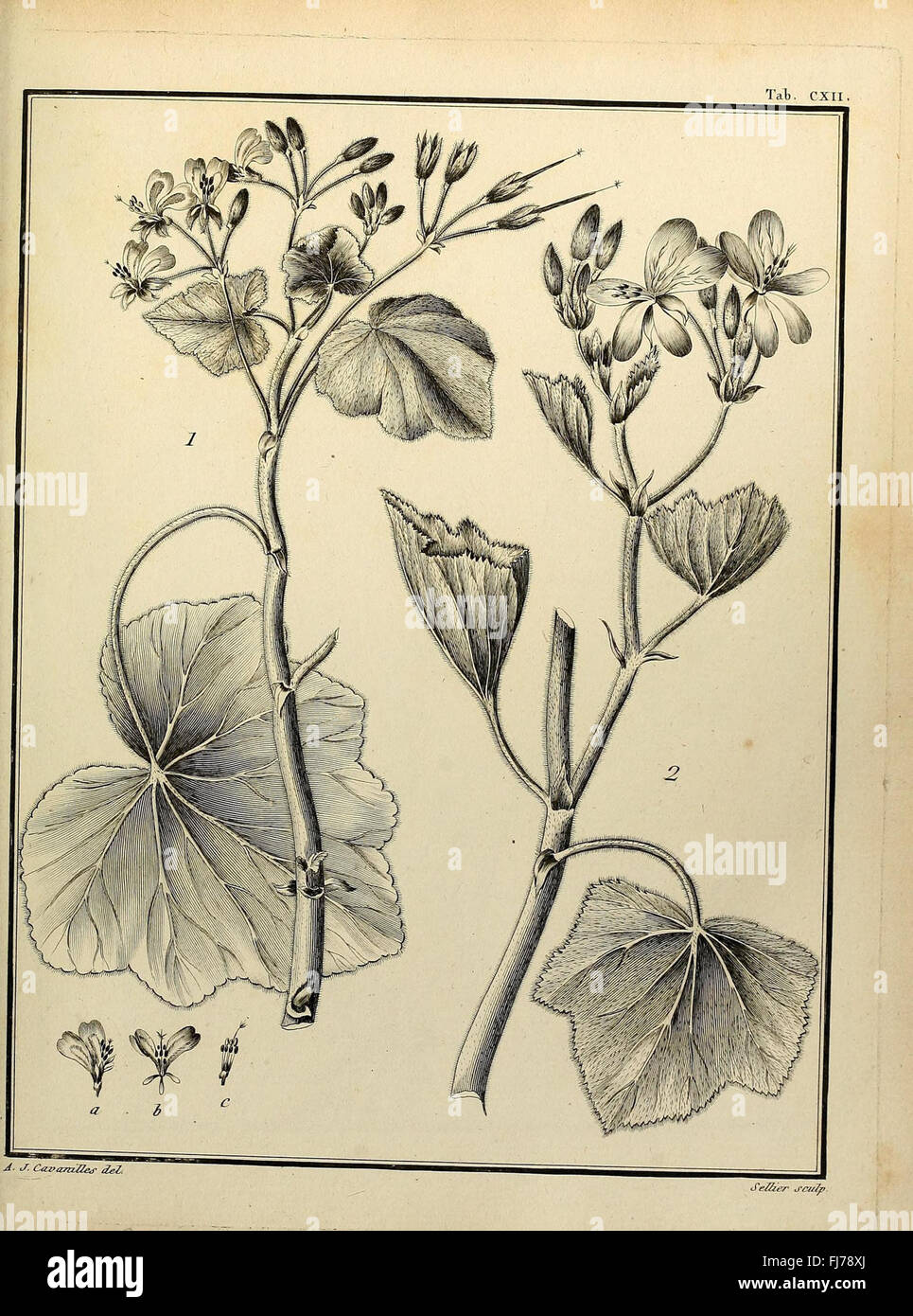 Monadelphia Class is a historical botanical study of Spermatophyta ...