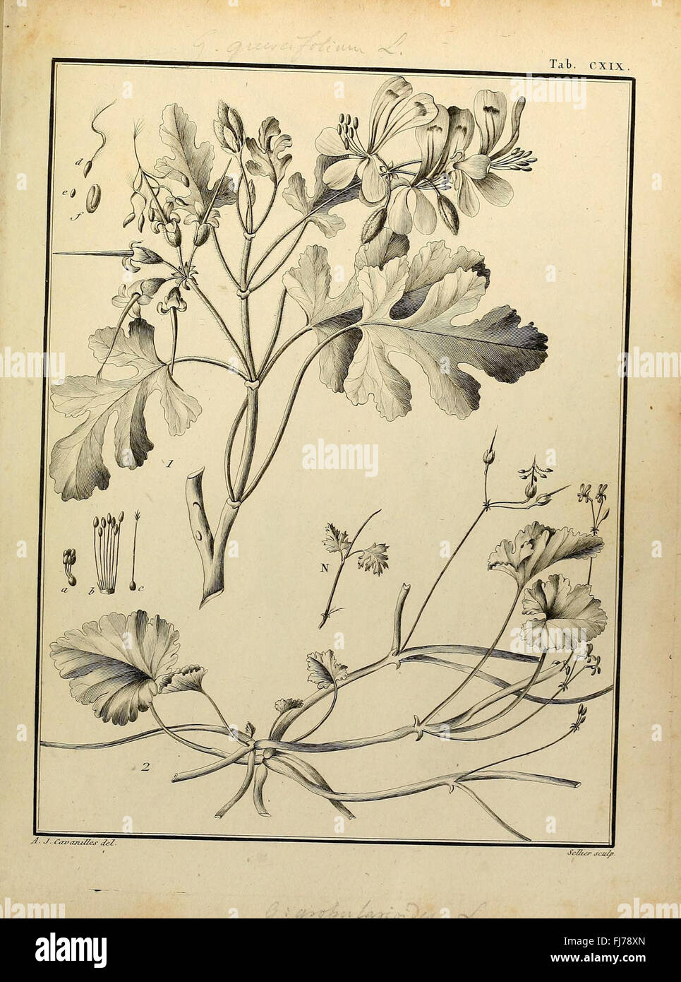A botanical work focused on the class Monadelphiae, with detailed ...
