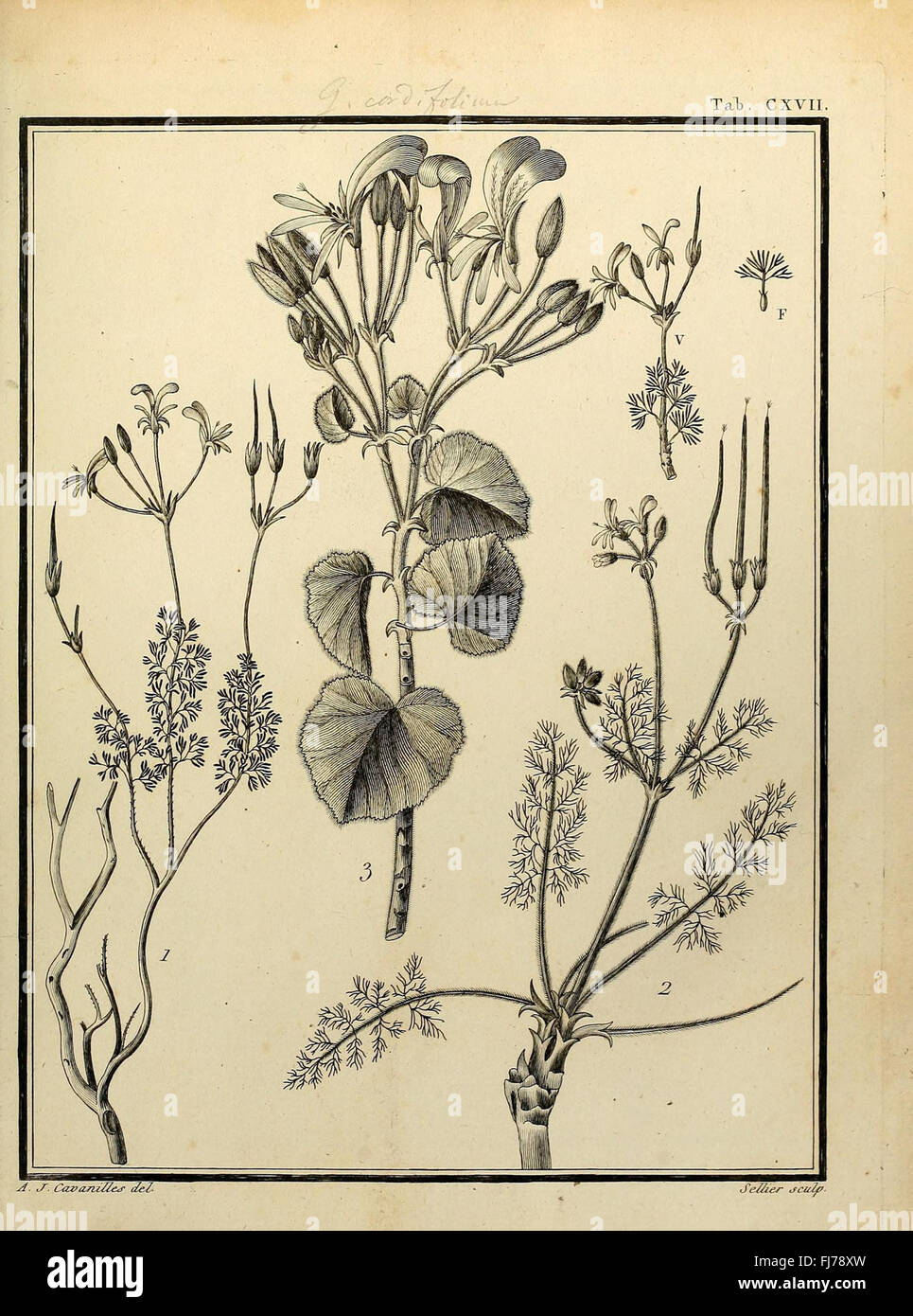 A botanical work focusing on the class Monadelphia of plants, featuring ...