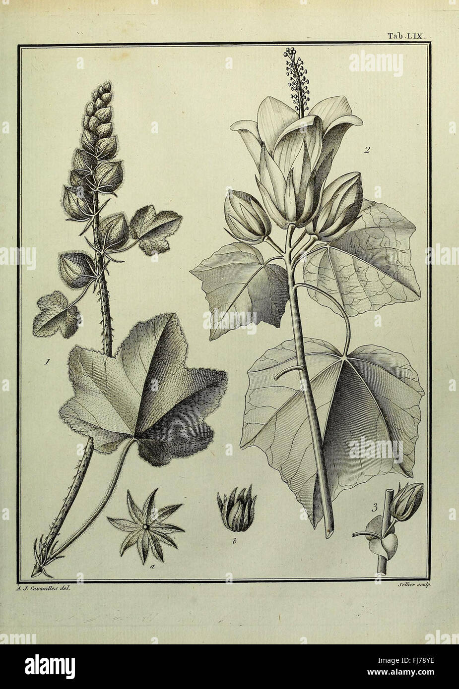 A botanical work discussing the Monadelphiae class of plants, focusing ...