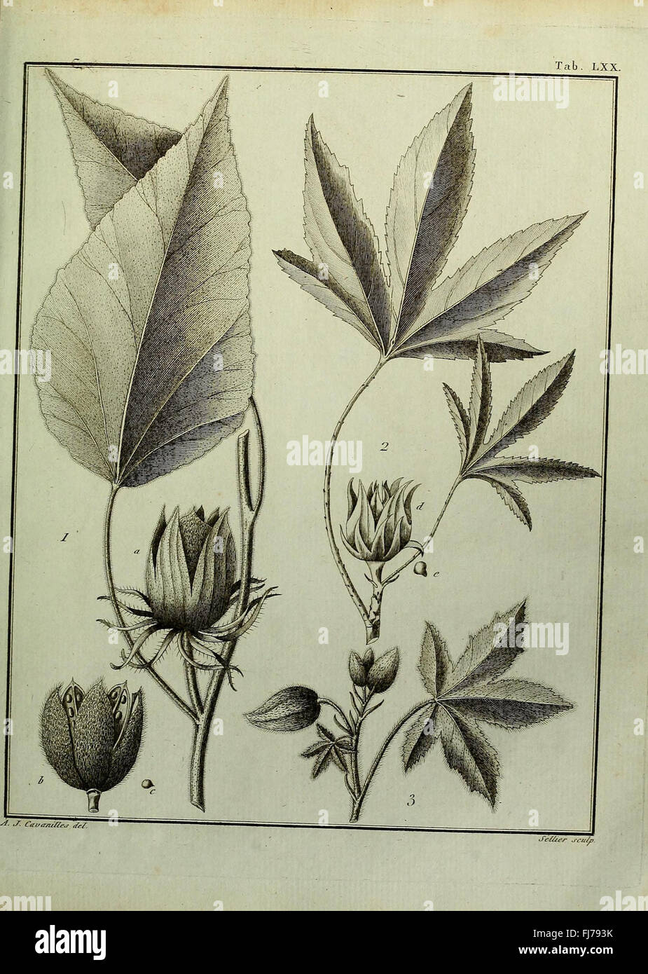 A botanical dissertation from the 'Monadelphiae' class, illustrating ...