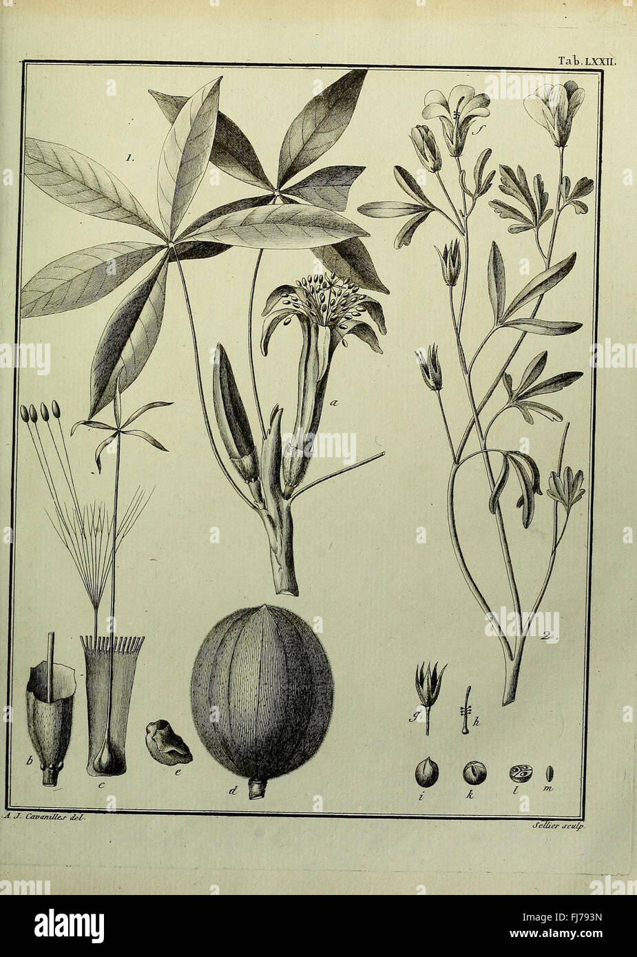 A further study on plants in the Monadelphia class, illustrated in ...