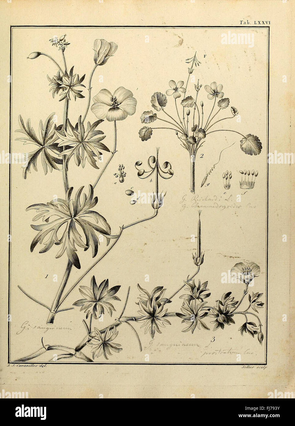 A botanical work from the Mertz Library describing the Monadelphia ...