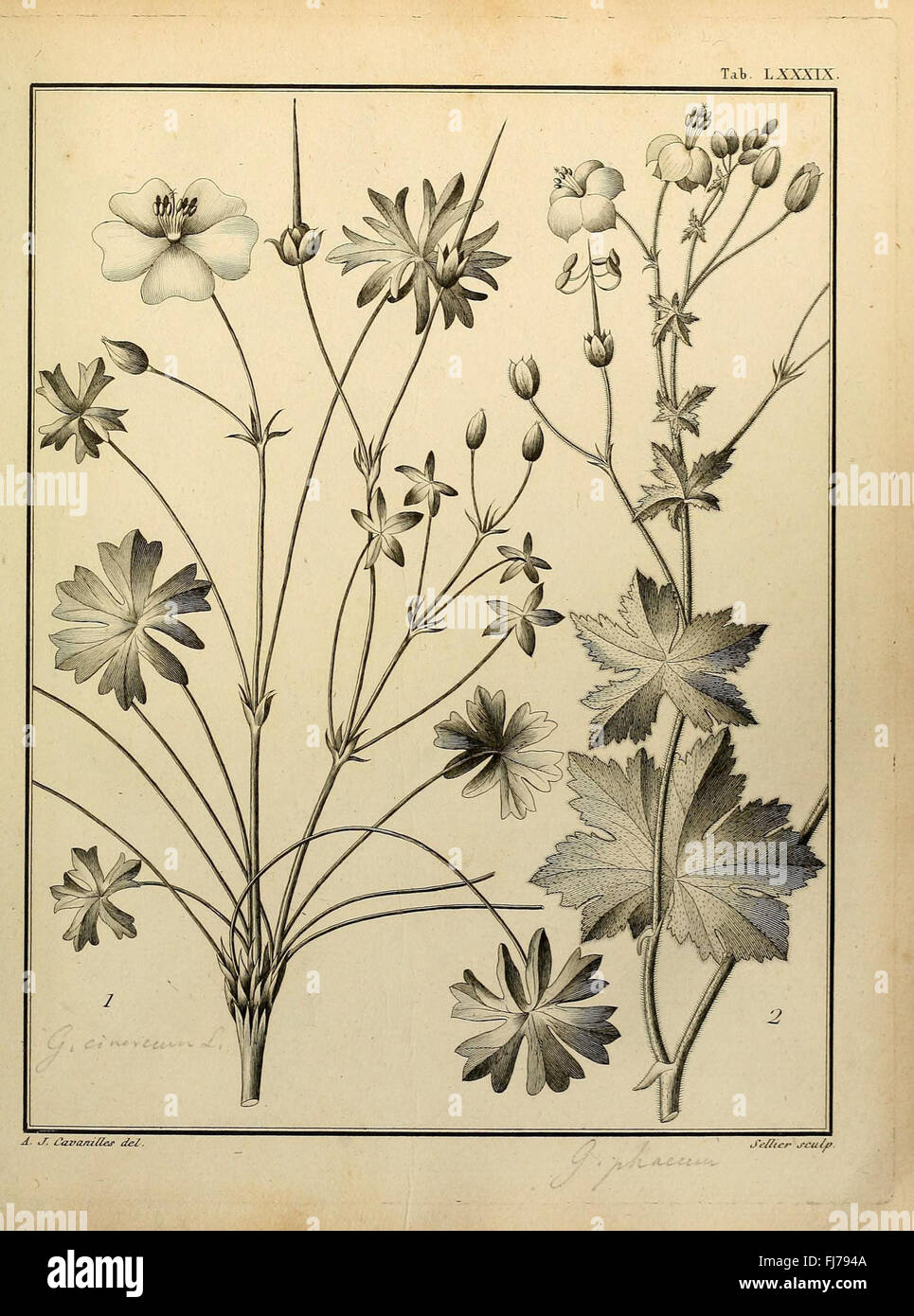 A work focusing on the class of Monadelphia, discussing the ...