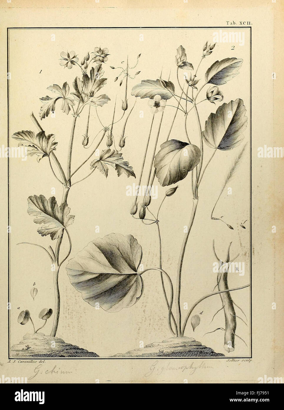A botanical work illustrating and describing the Monadelphia class of ...