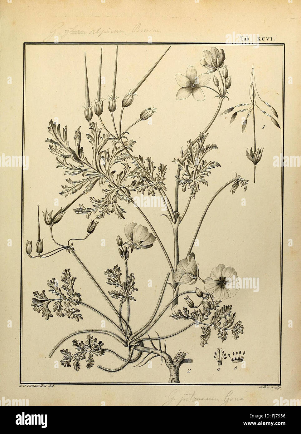A botanical work discussing the Monadelphiae class of plants, with ...