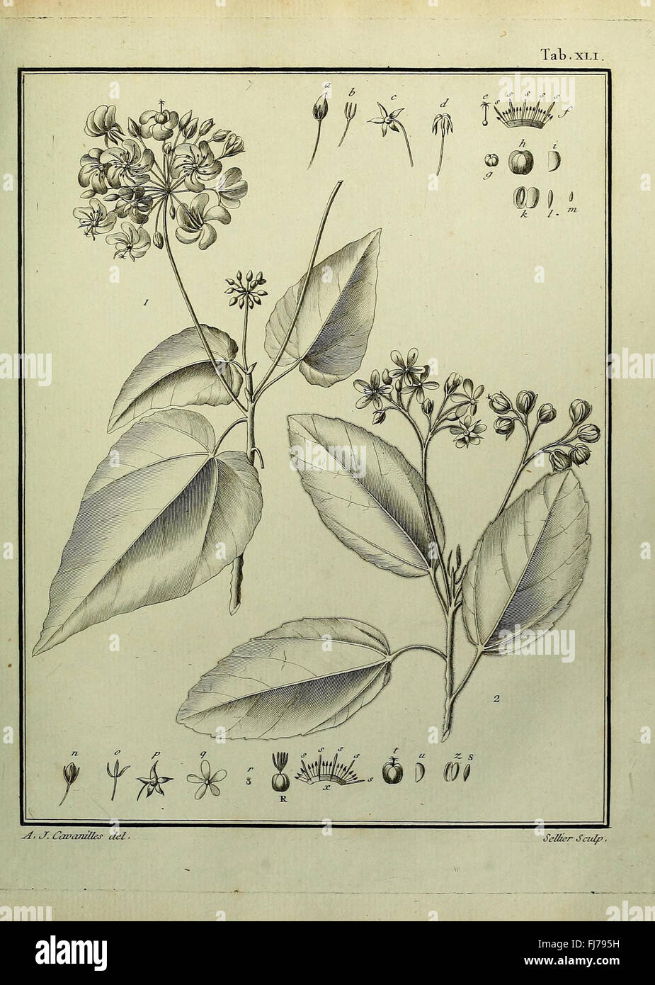 A botanical work presenting ten dissertations on the Monadelphia class ...