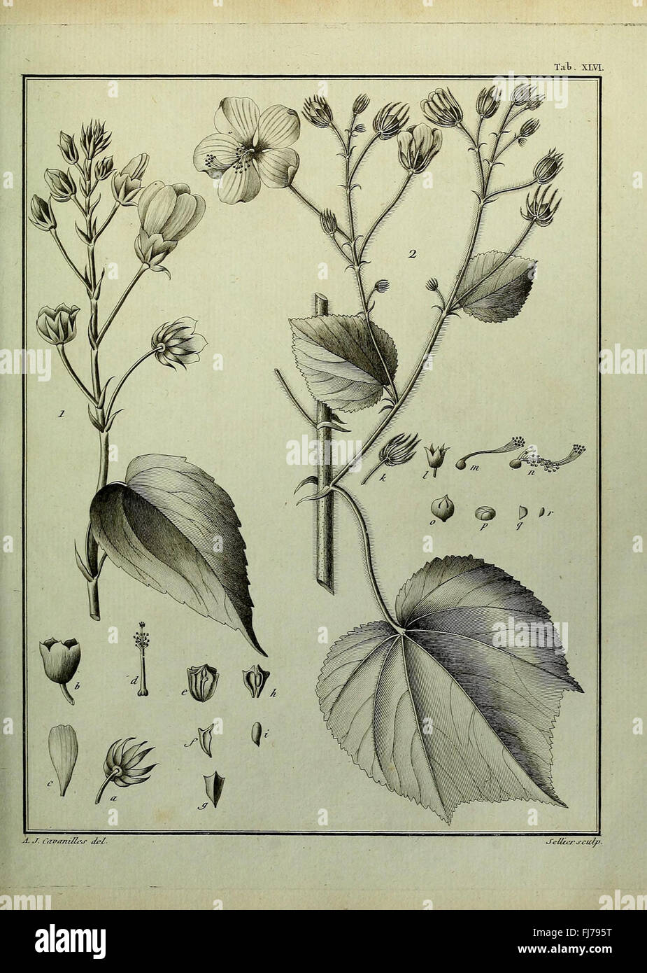 An illustration-based study on Monadelphia class plants, with detailed ...