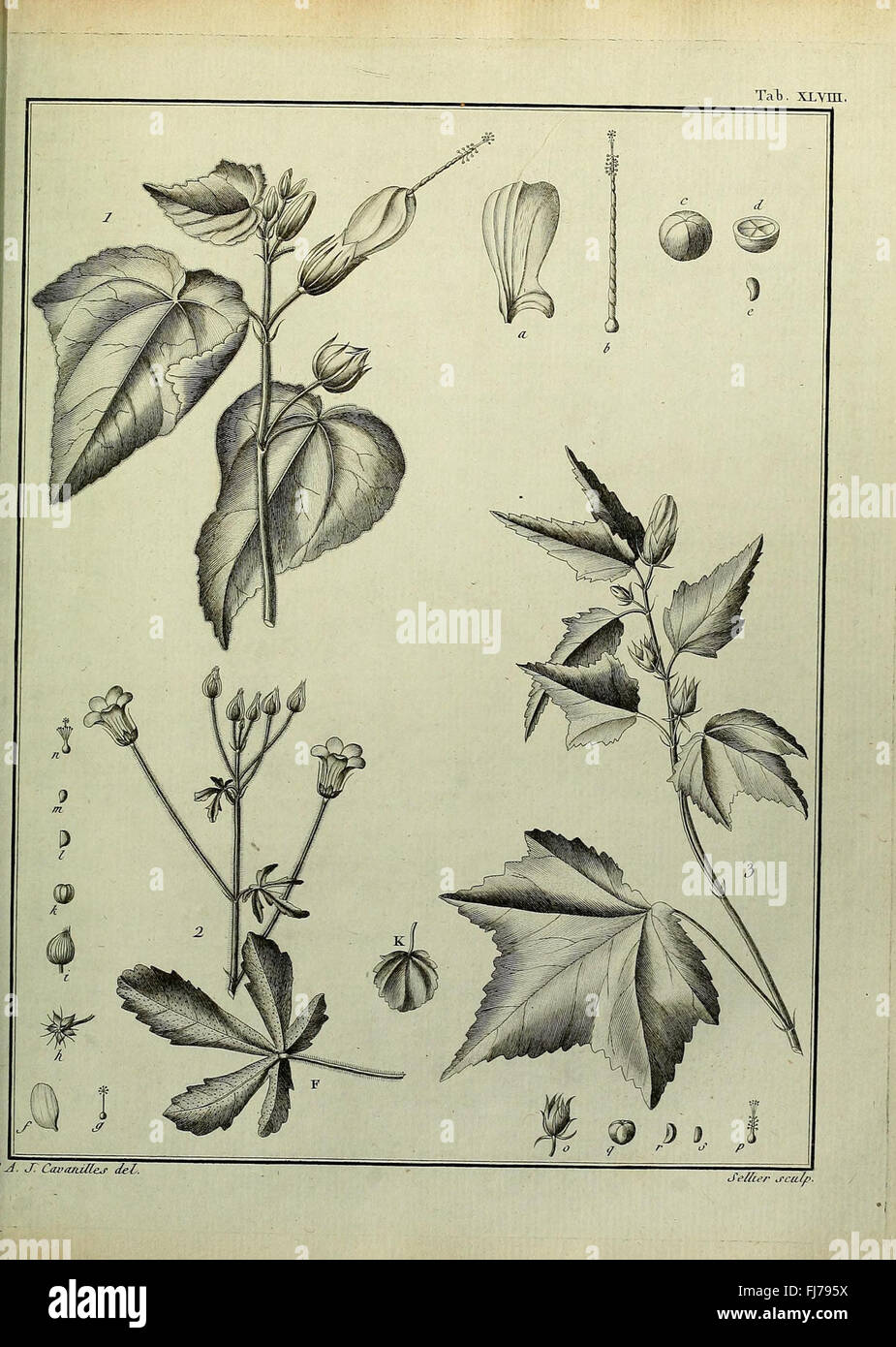 A botanical dissertation focusing on Monadelphiae plants, with ...
