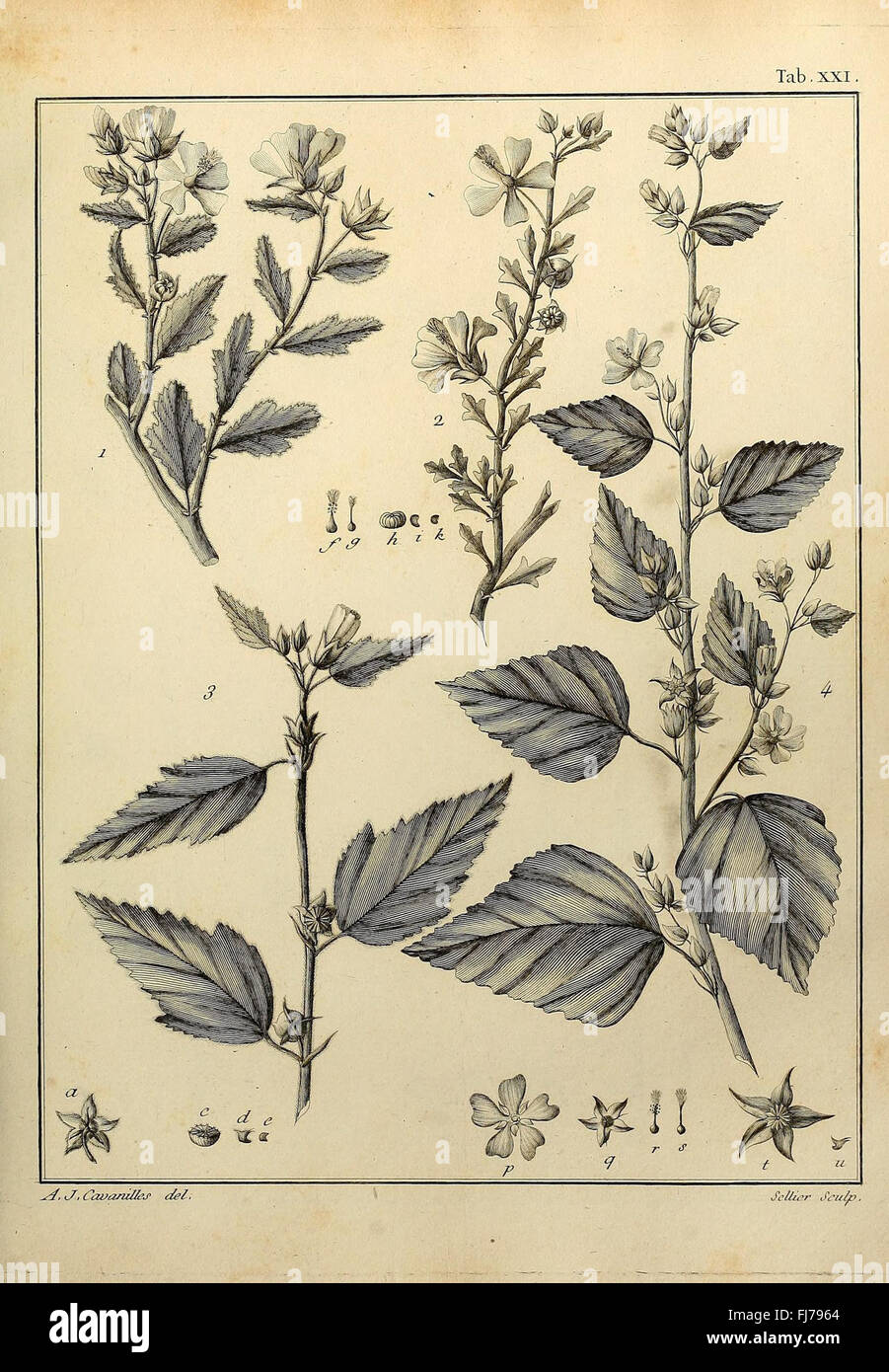 An illustration from a botanical work discussing the classification of ...