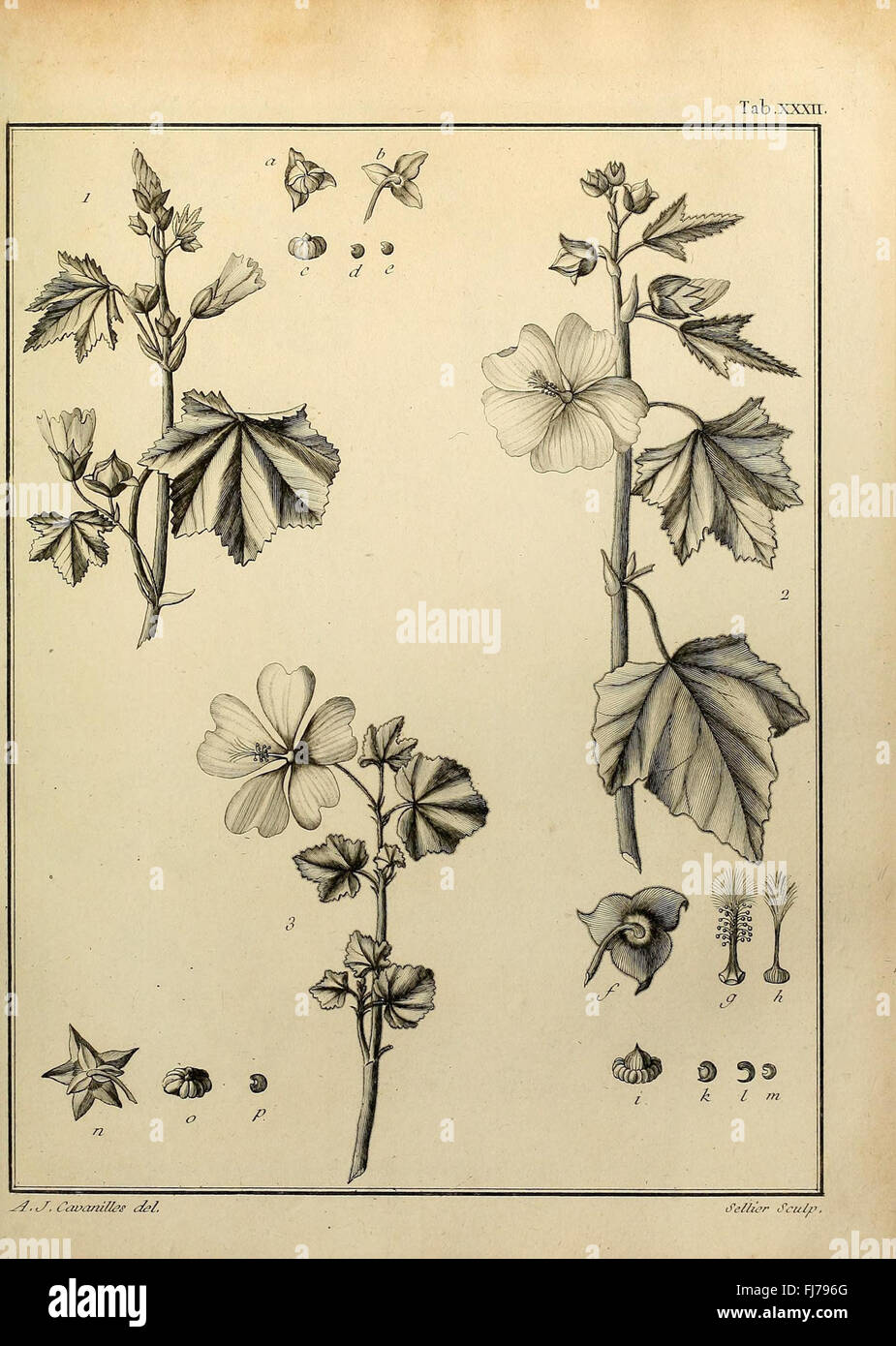 A botanical work discussing the Monadelphiae class of plants, including ...