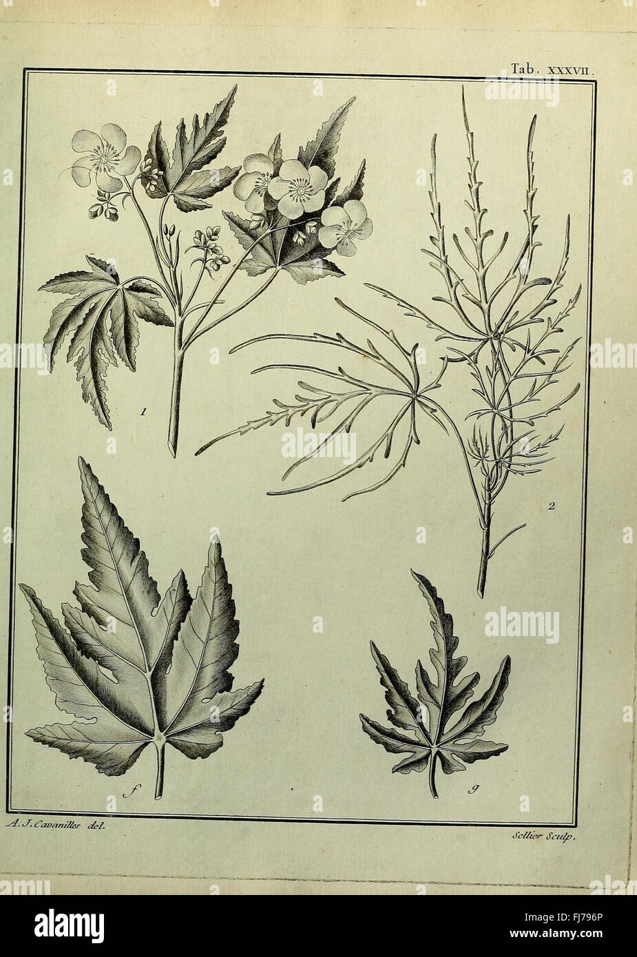 A series of ten dissertations on Monadelphia class plants, detailing ...