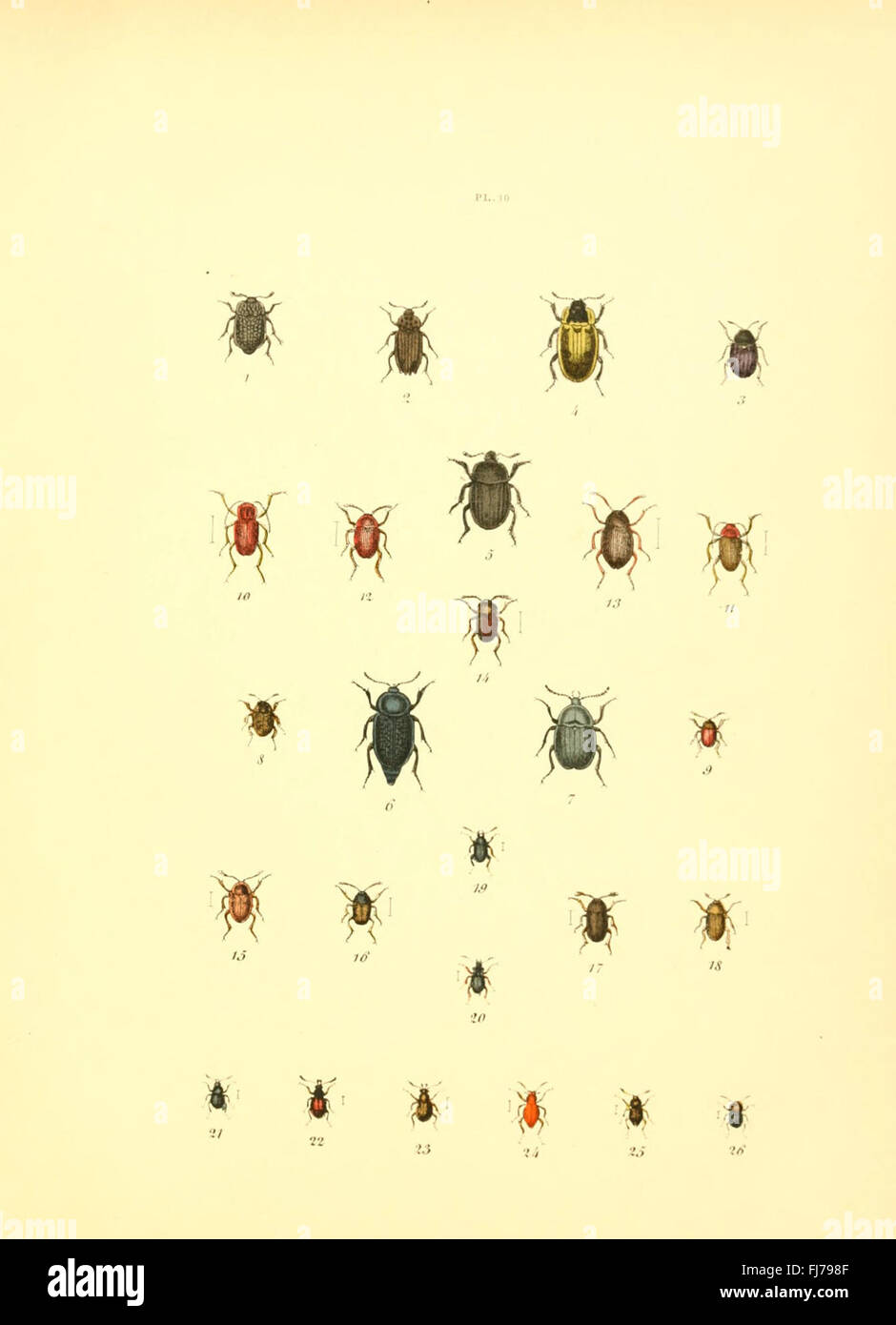 Illustrated entomological museum showcasing beetles and butterflies ...