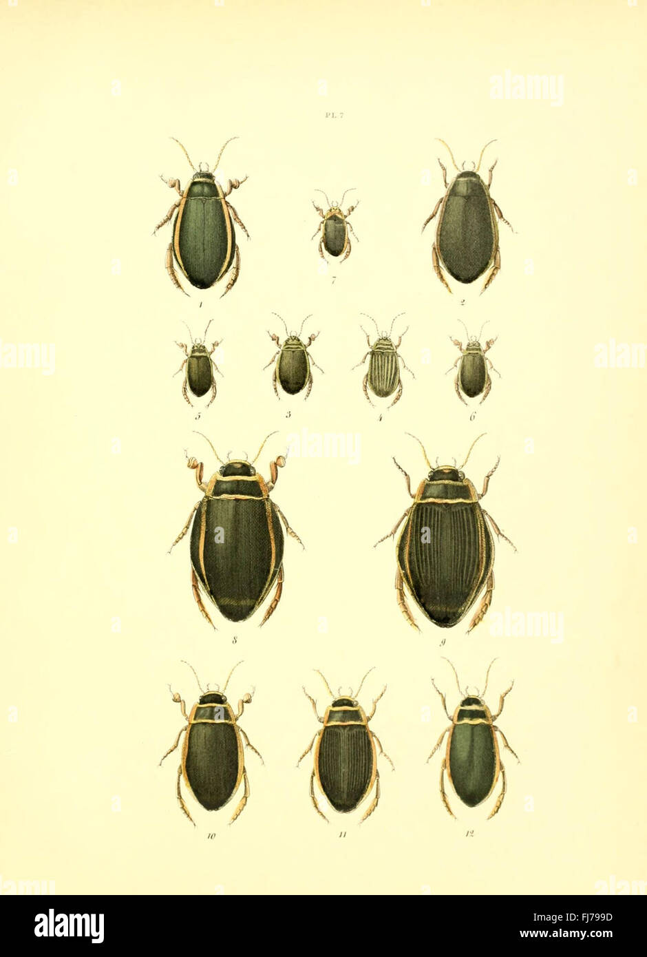 A detailed collection of illustrations showcasing various insects ...