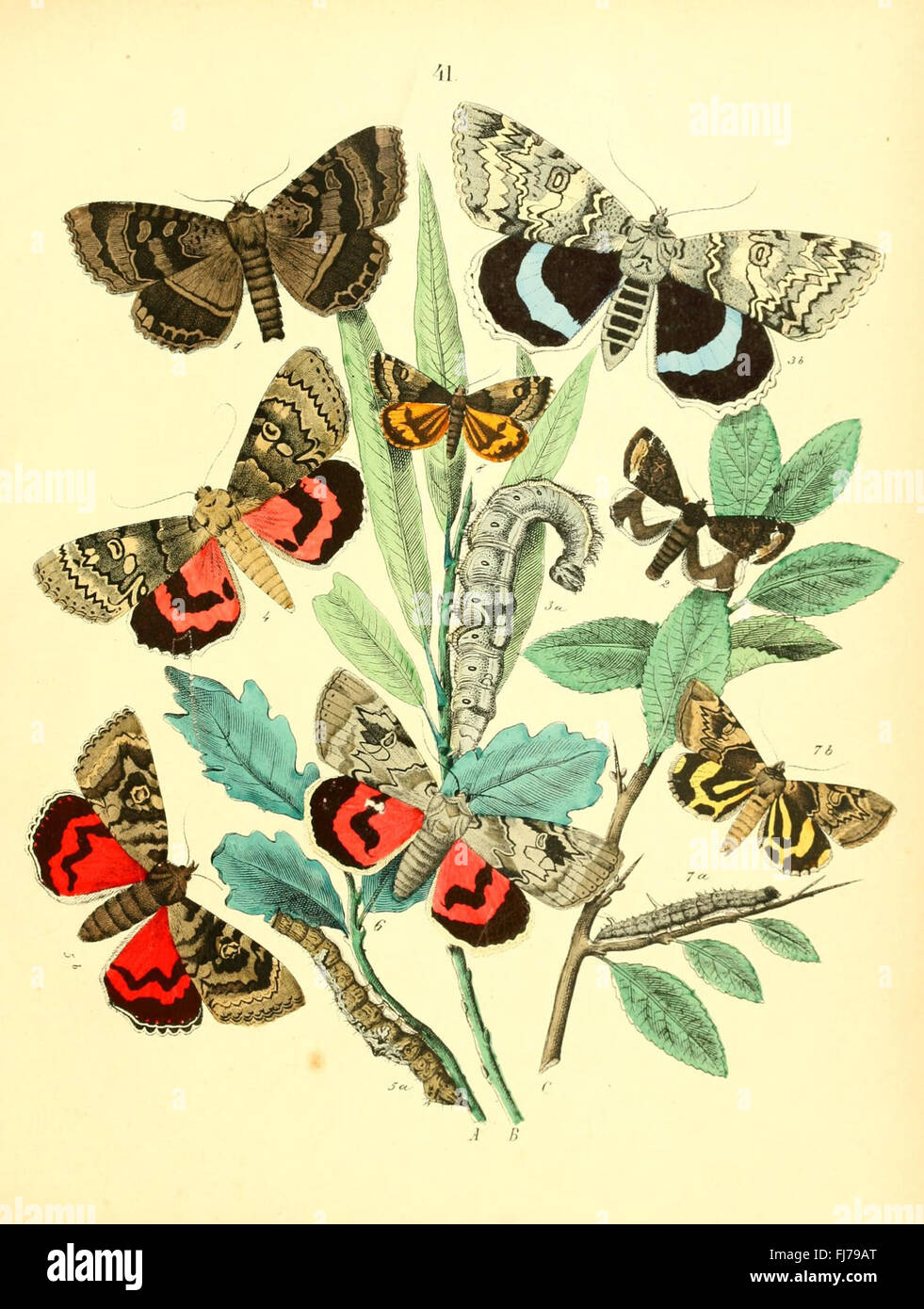 An illustrated entomological guide featuring detailed depictions of ...