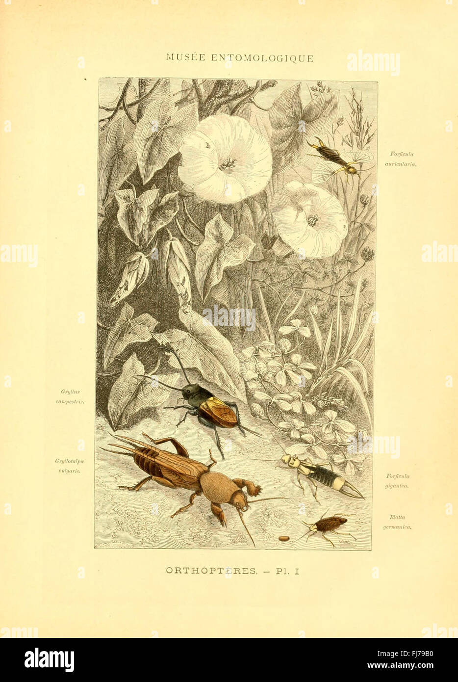 Illustrated entomological museum showcasing beetles and butterflies ...