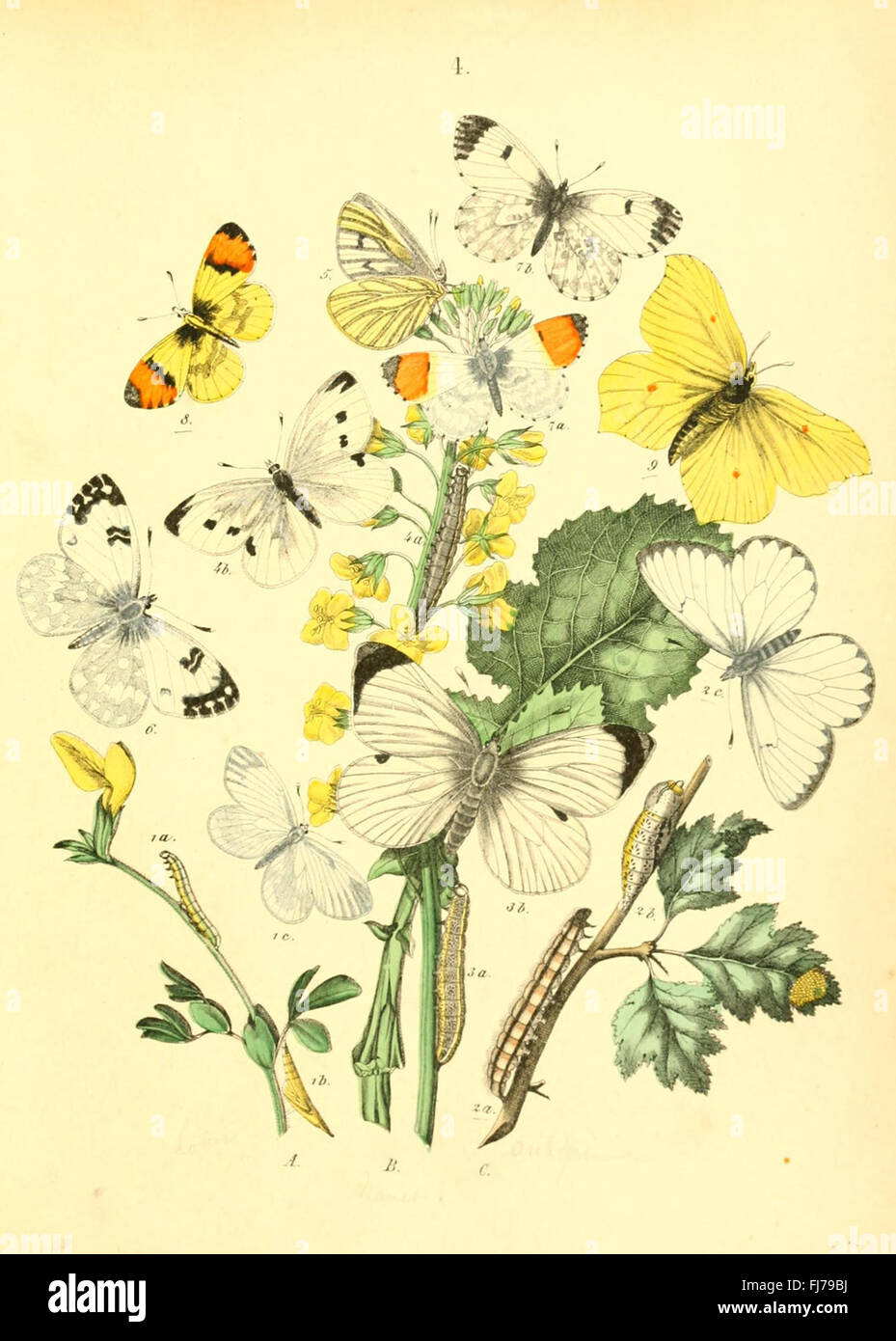 Vector Study Incects A collection of illustrated studies on insects Stock Photo - Alamy