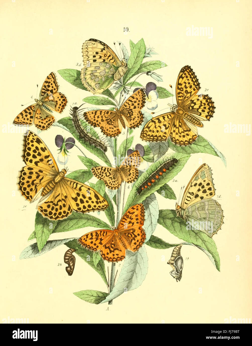 Beetles, Butterflies, Pictorial works, Smithsonian Institution ...