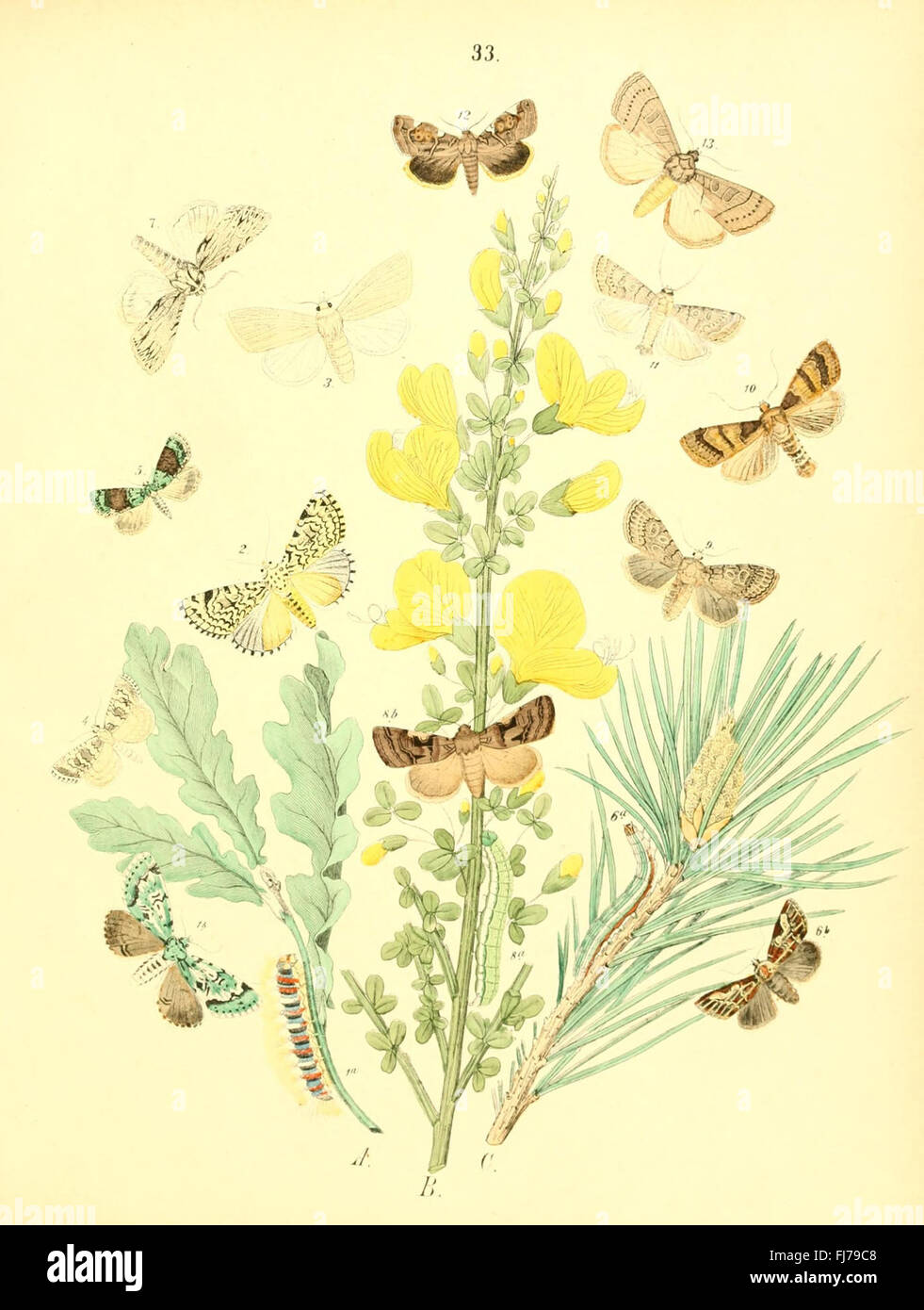 Musée Entomologique Illustré, Beetles, Butterflies, Pictorial Works ...