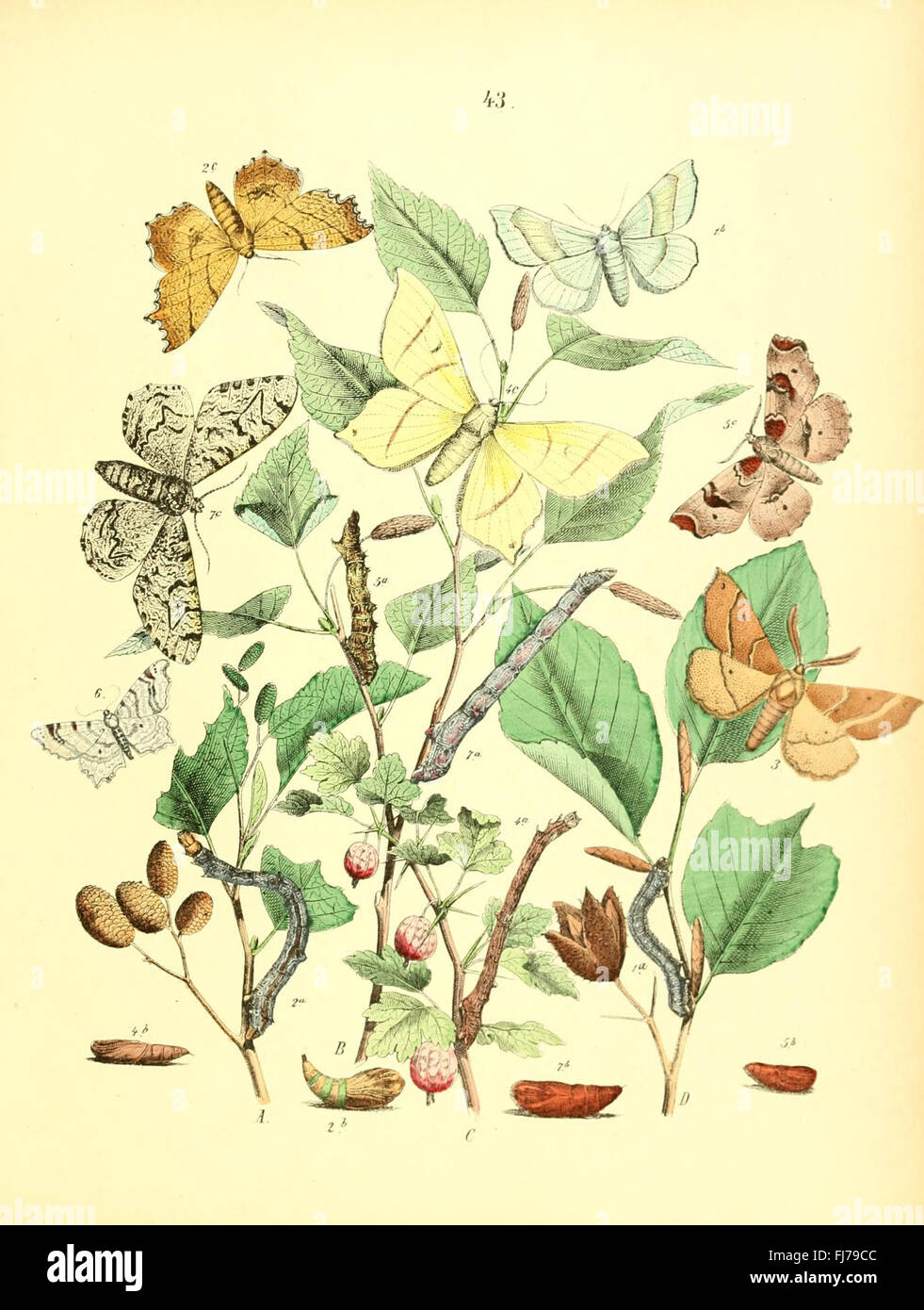 Insect Biro Study An illustrated work on insects, focusing on beetles and butterflies ...
