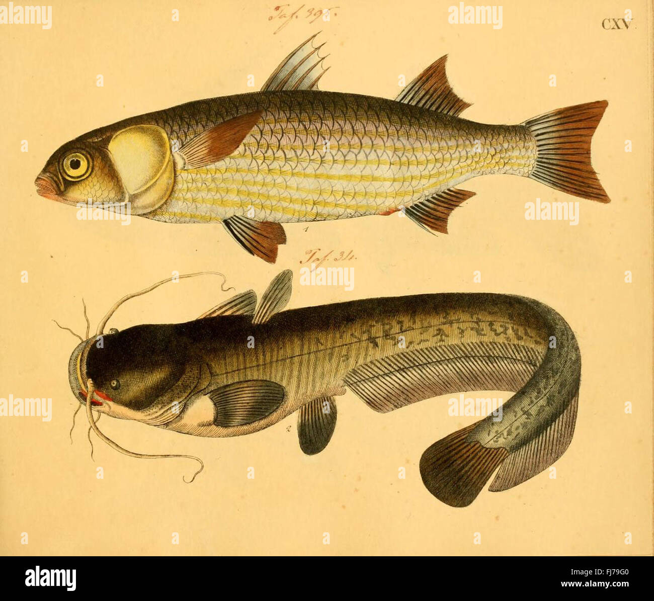A pictorial work depicting various species of fish with detailed ...