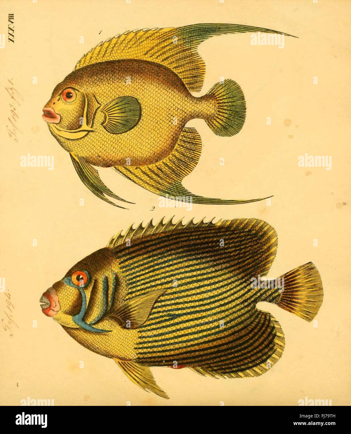 A detailed pictorial work on fish species, featuring illustrations and ...