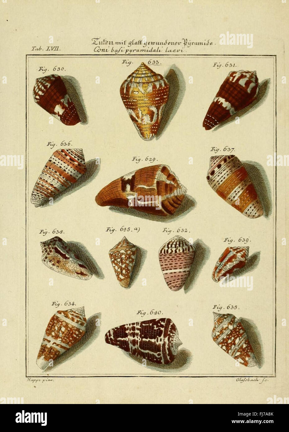 A systematic catalog of shell species, featuring illustrations of ...
