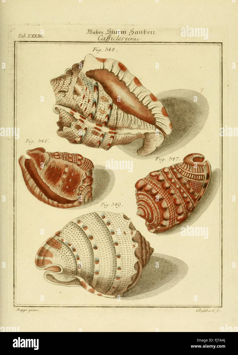 An updated systematic catalog of mollusk species, focusing on shell ...