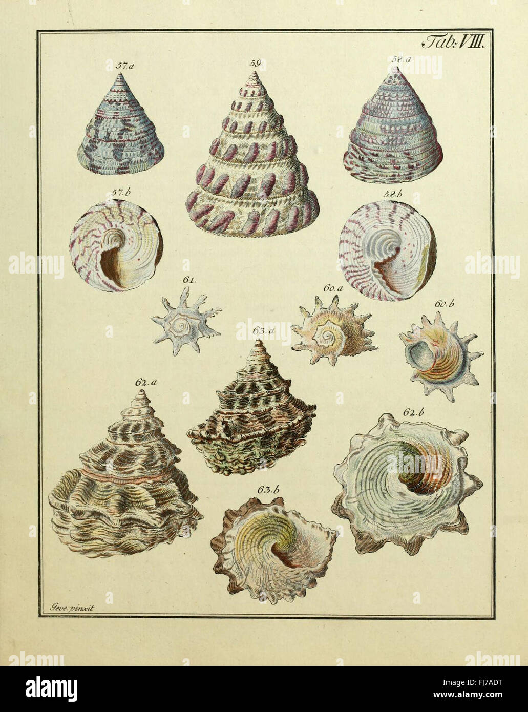 Illustration from 'Conchylien-Cabinet' cataloging mollusks according to ...