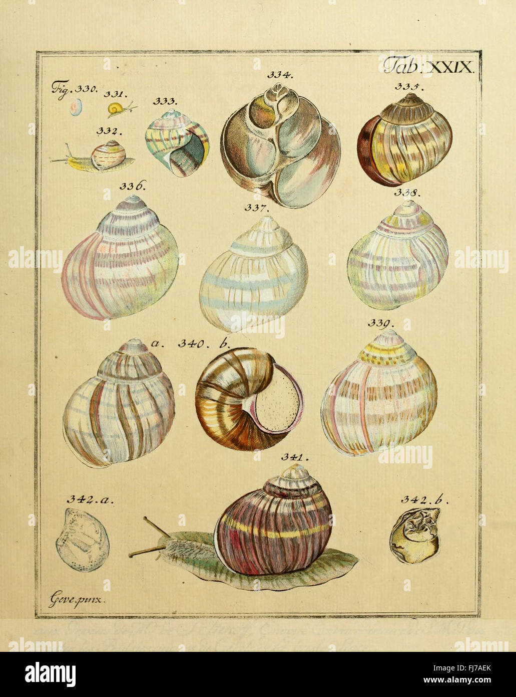 A systematic catalog of shell species, focusing on the conchology of ...