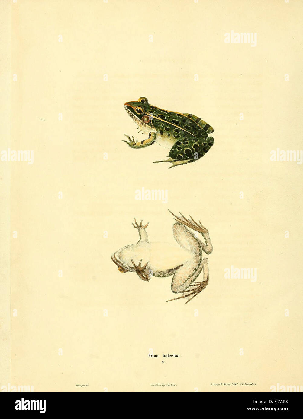 A comprehensive work on North American herpetology, describing the ...