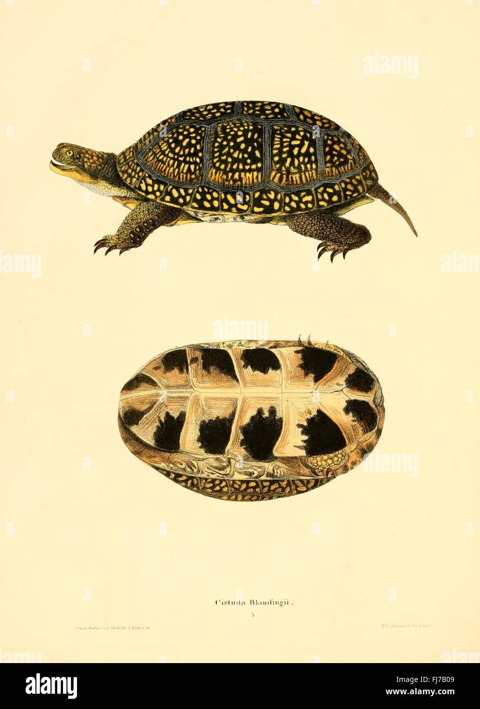 This work covers North American herpetology, focusing on amphibians and ...